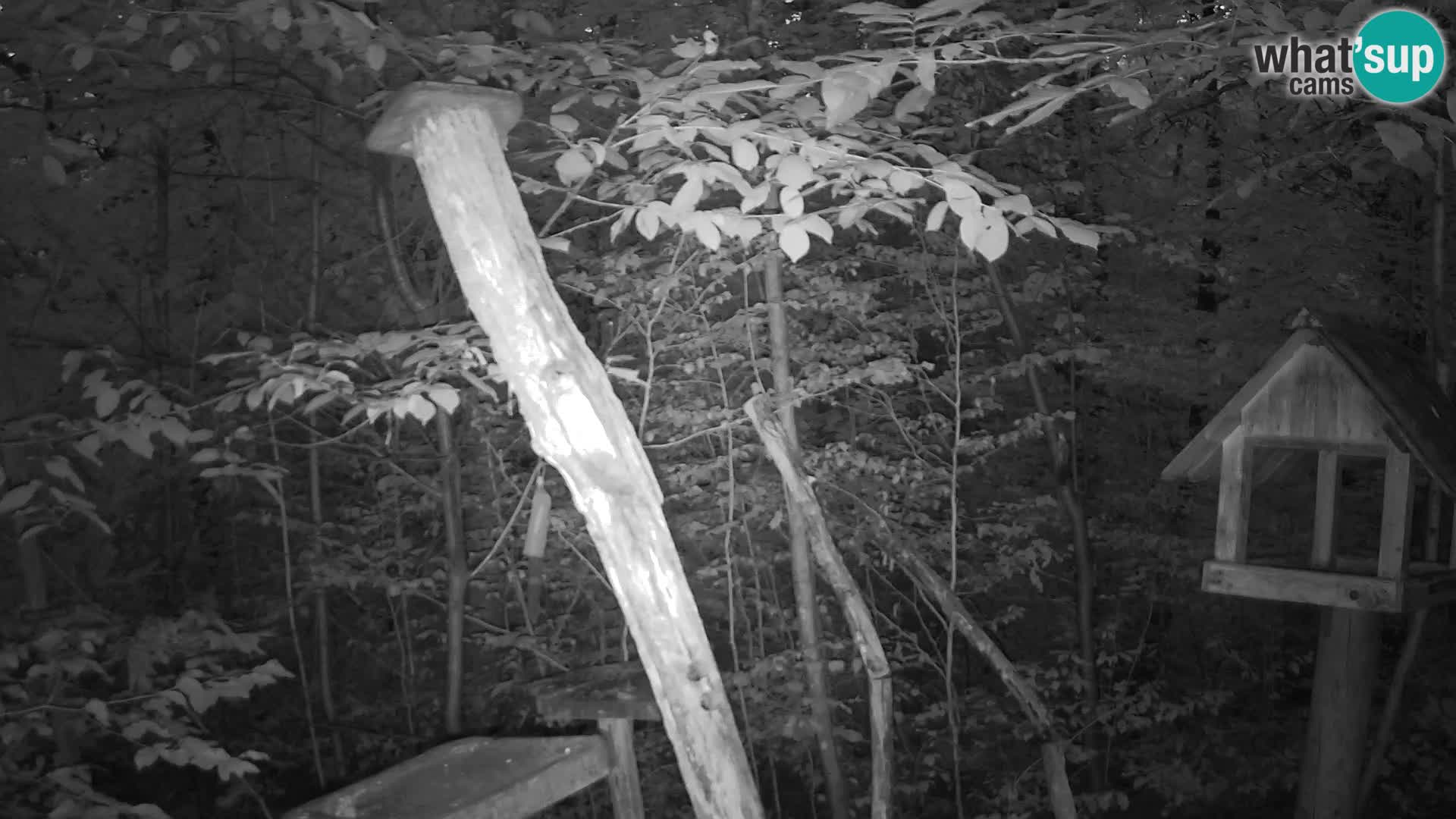 Vogelfutterhäuschen im ZOO webcam Ljubljana