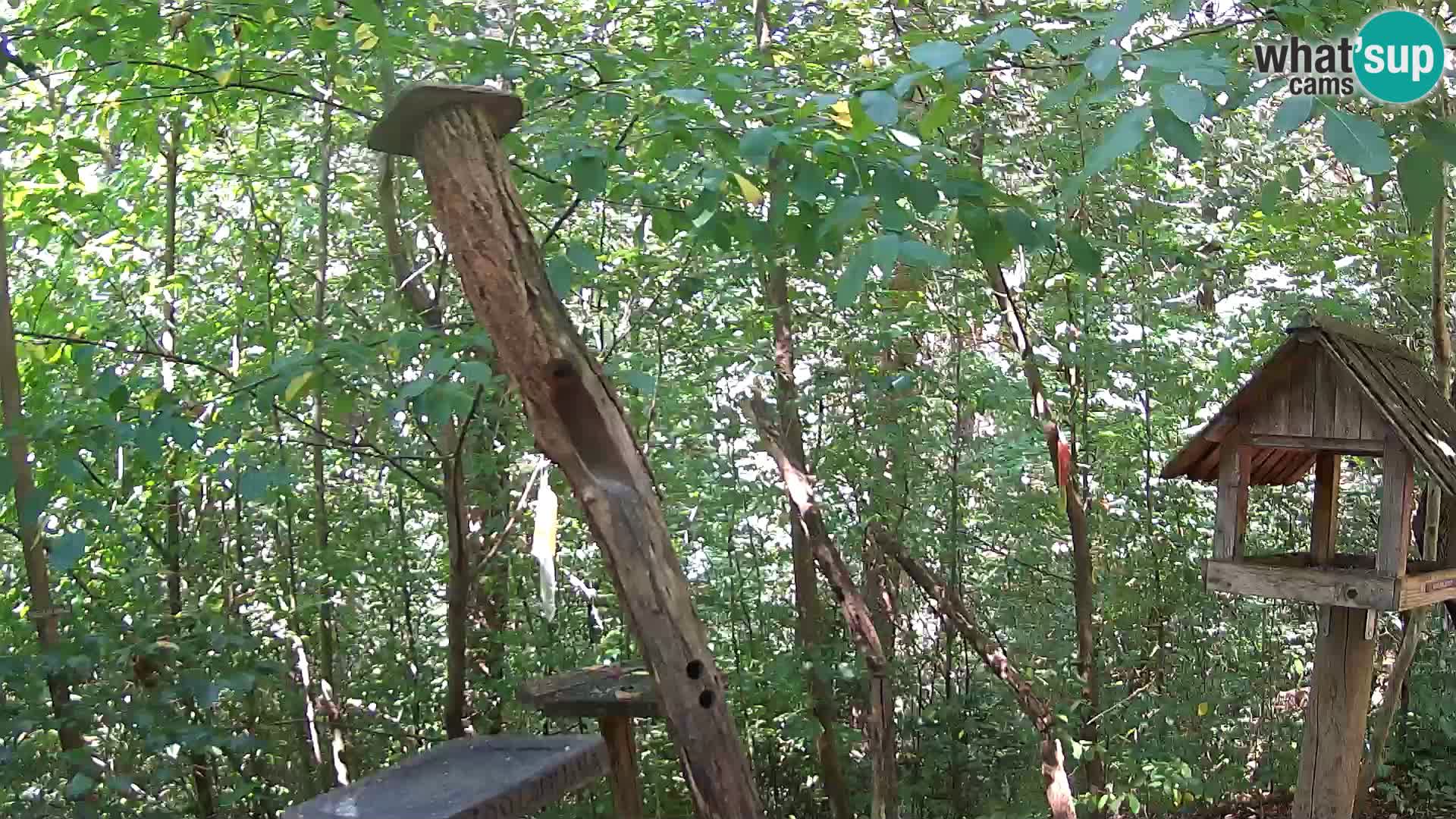Bird feeders at ZOO Ljubljana webcam