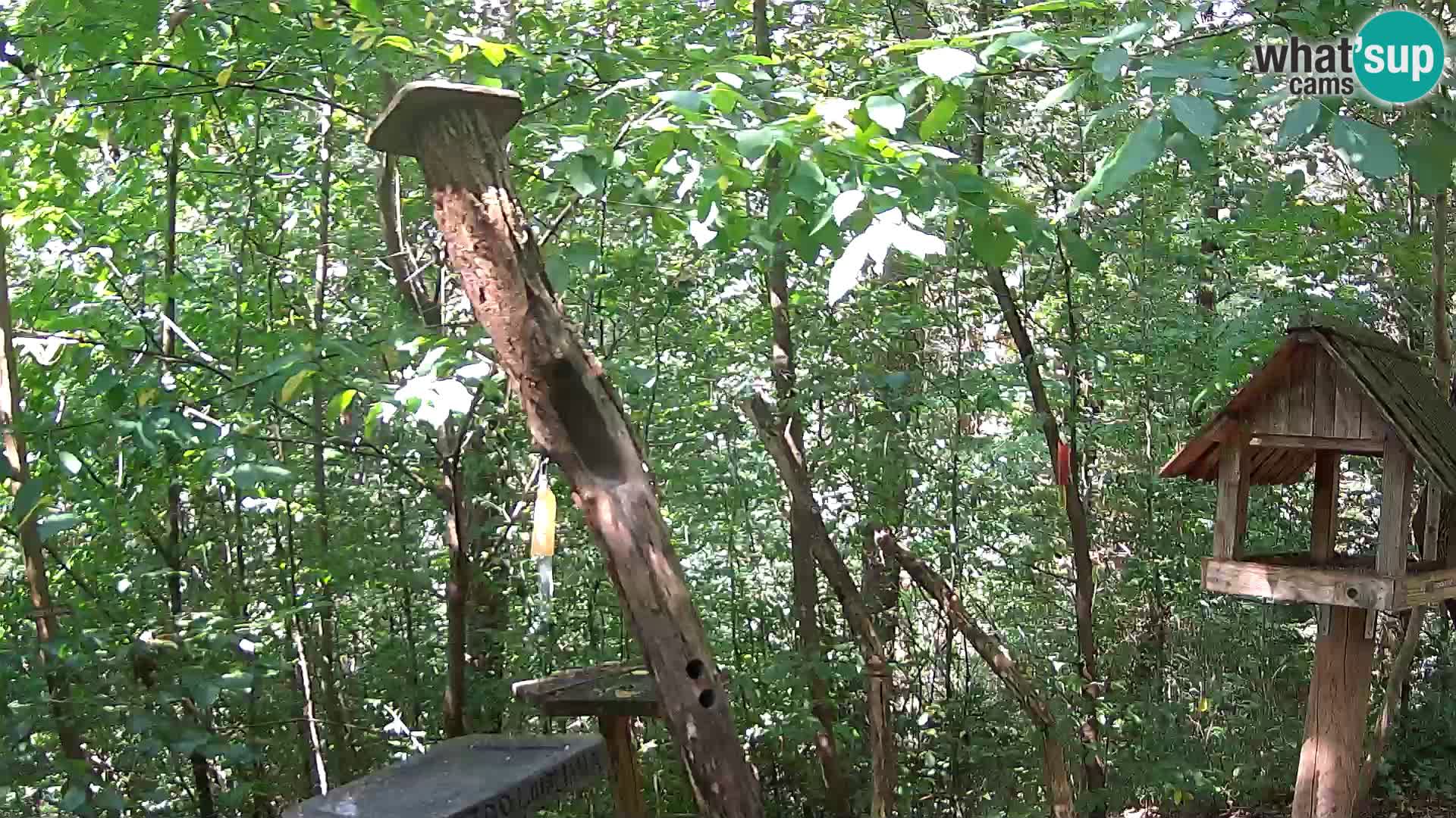 Hranilice za ptice u ZOO web kamera Ljubljana