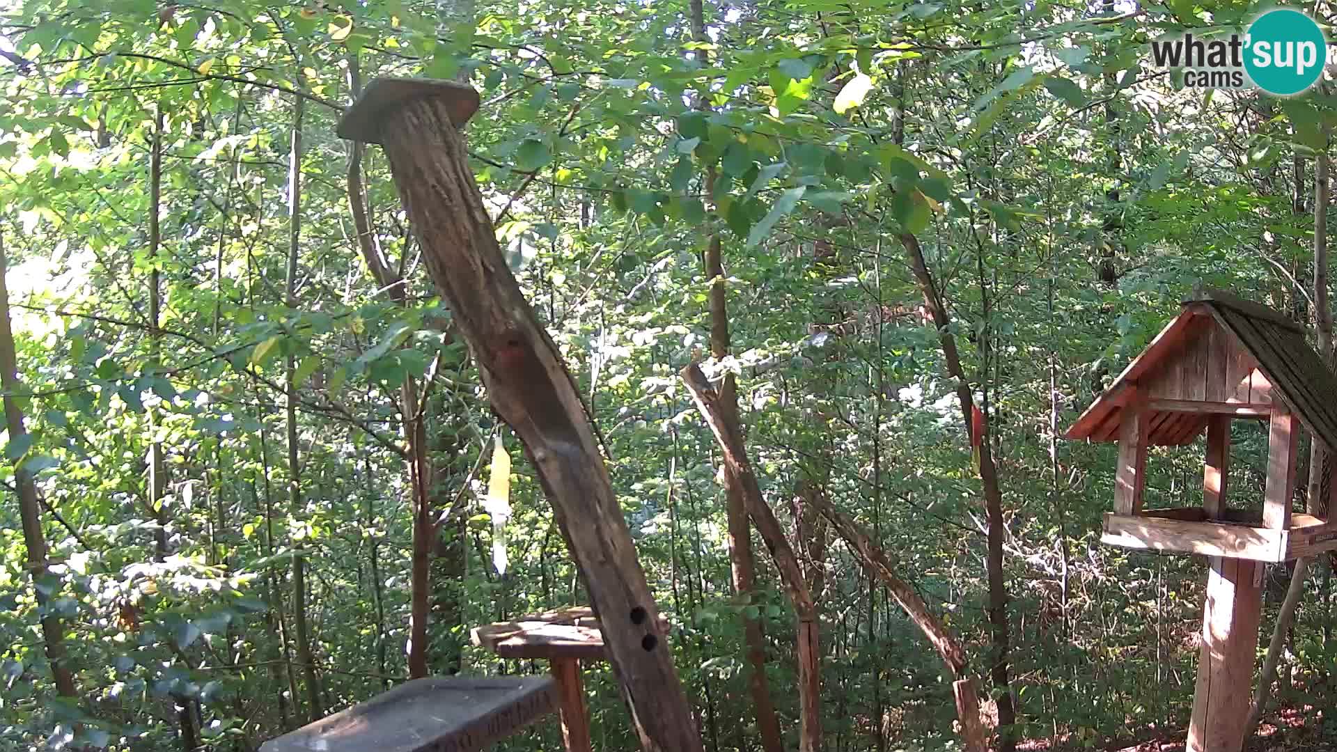 Mangiatoie per uccelli allo ZOO di Lubiana livecam