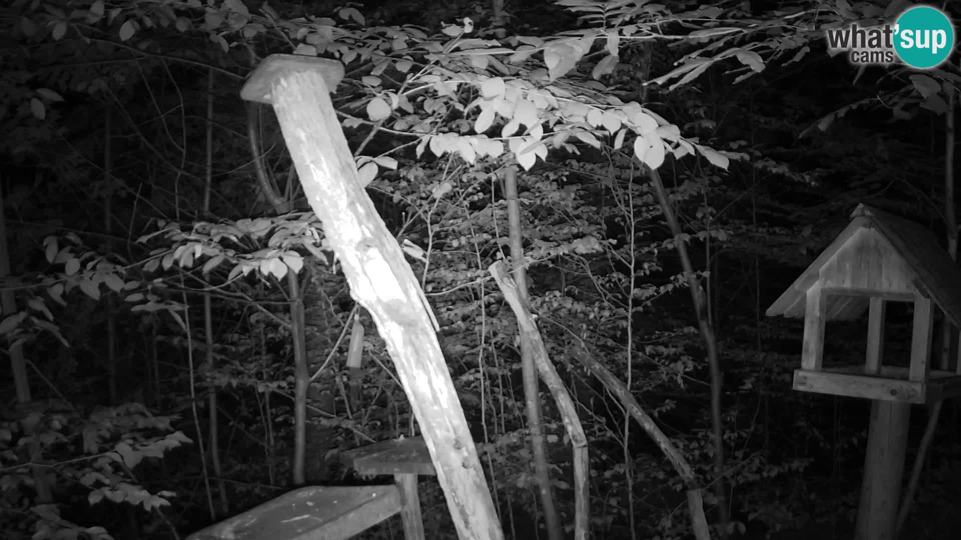 Mangiatoie per uccelli allo ZOO di Lubiana livecam