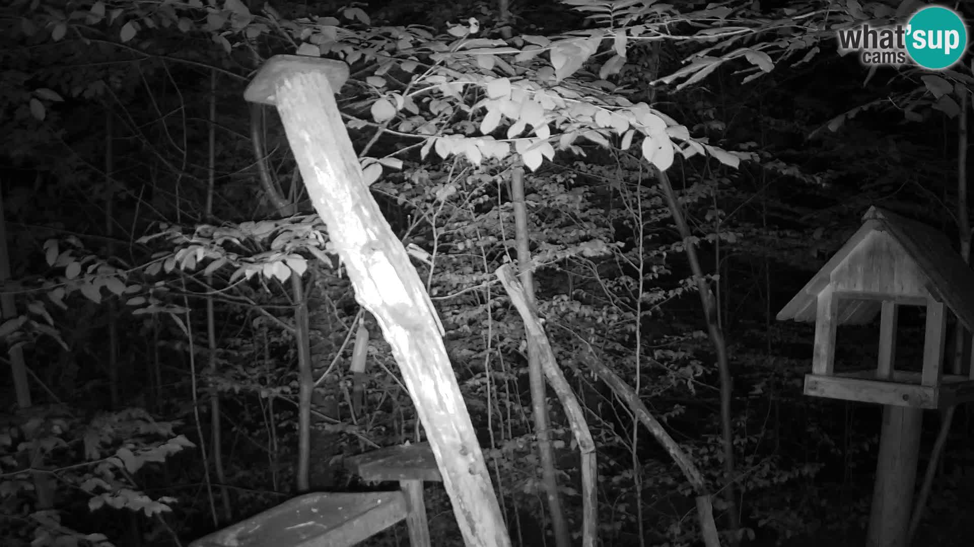 Mangeoires pour oiseaux au ZOO live webcam Ljubljana