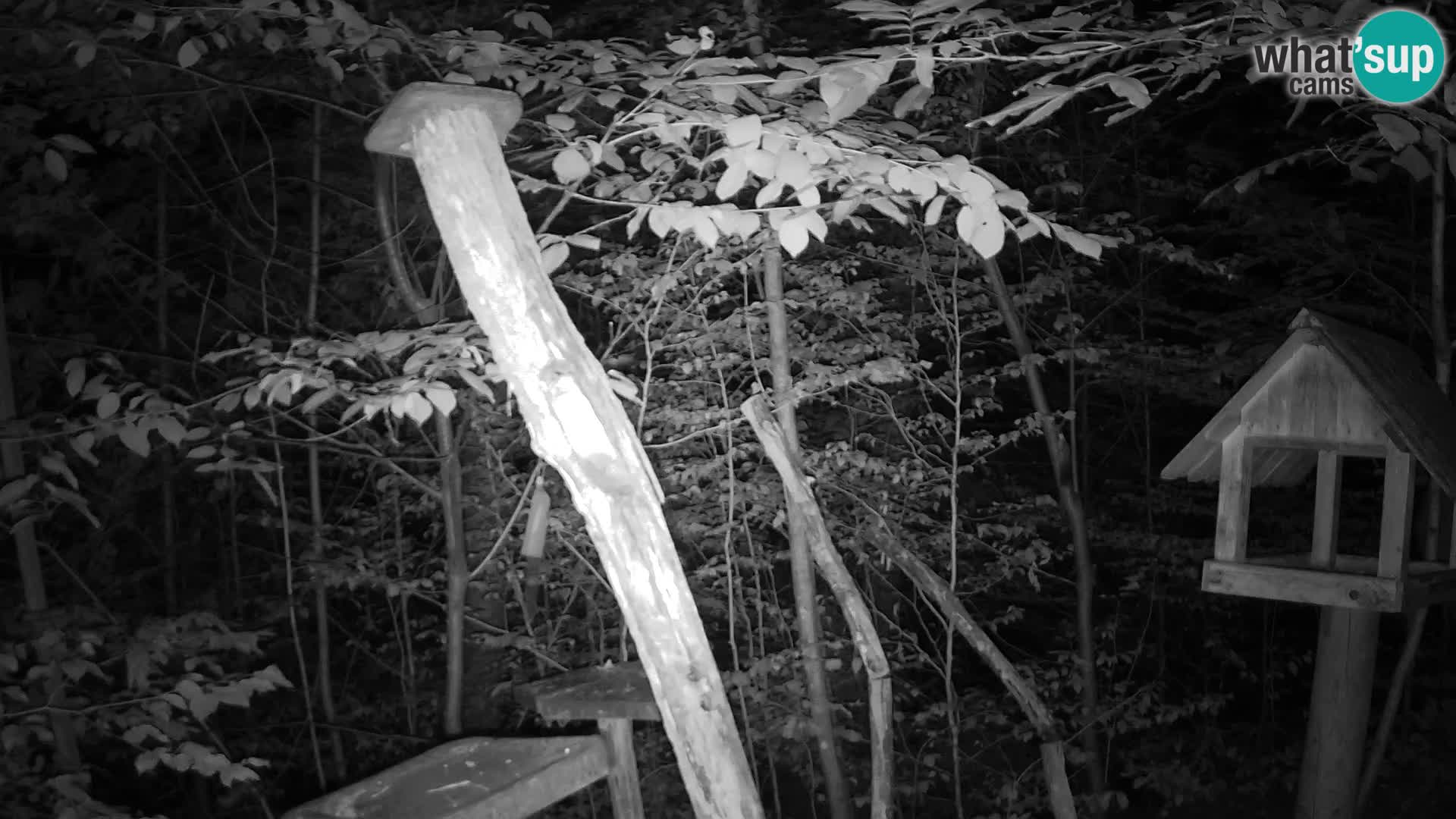 Mangiatoie per uccelli allo ZOO di Lubiana livecam