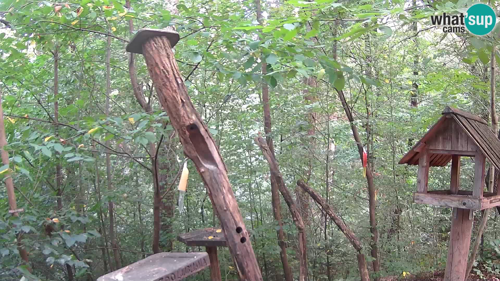 Comederos para pájaros en ZOO Ljubljana camera en vivo