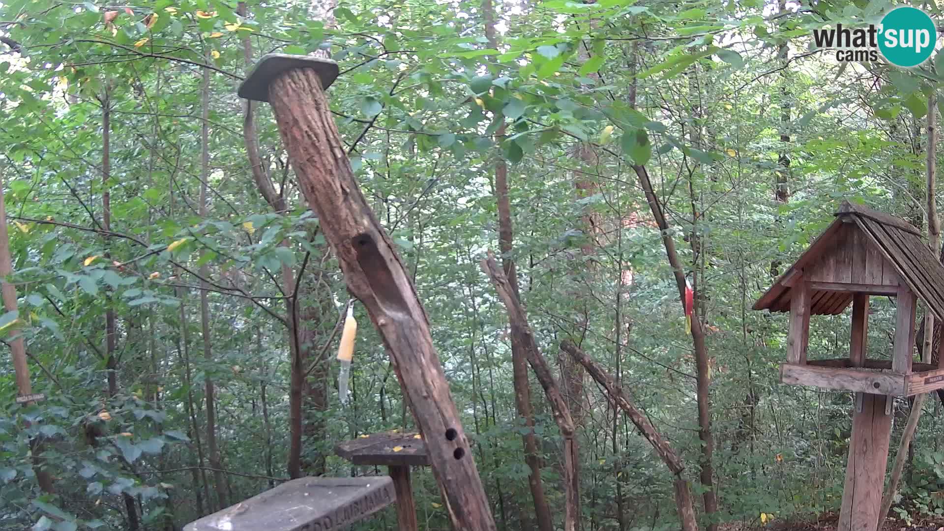 Krmilnice za ptiče v ZOO Ljubljana spletna kamera