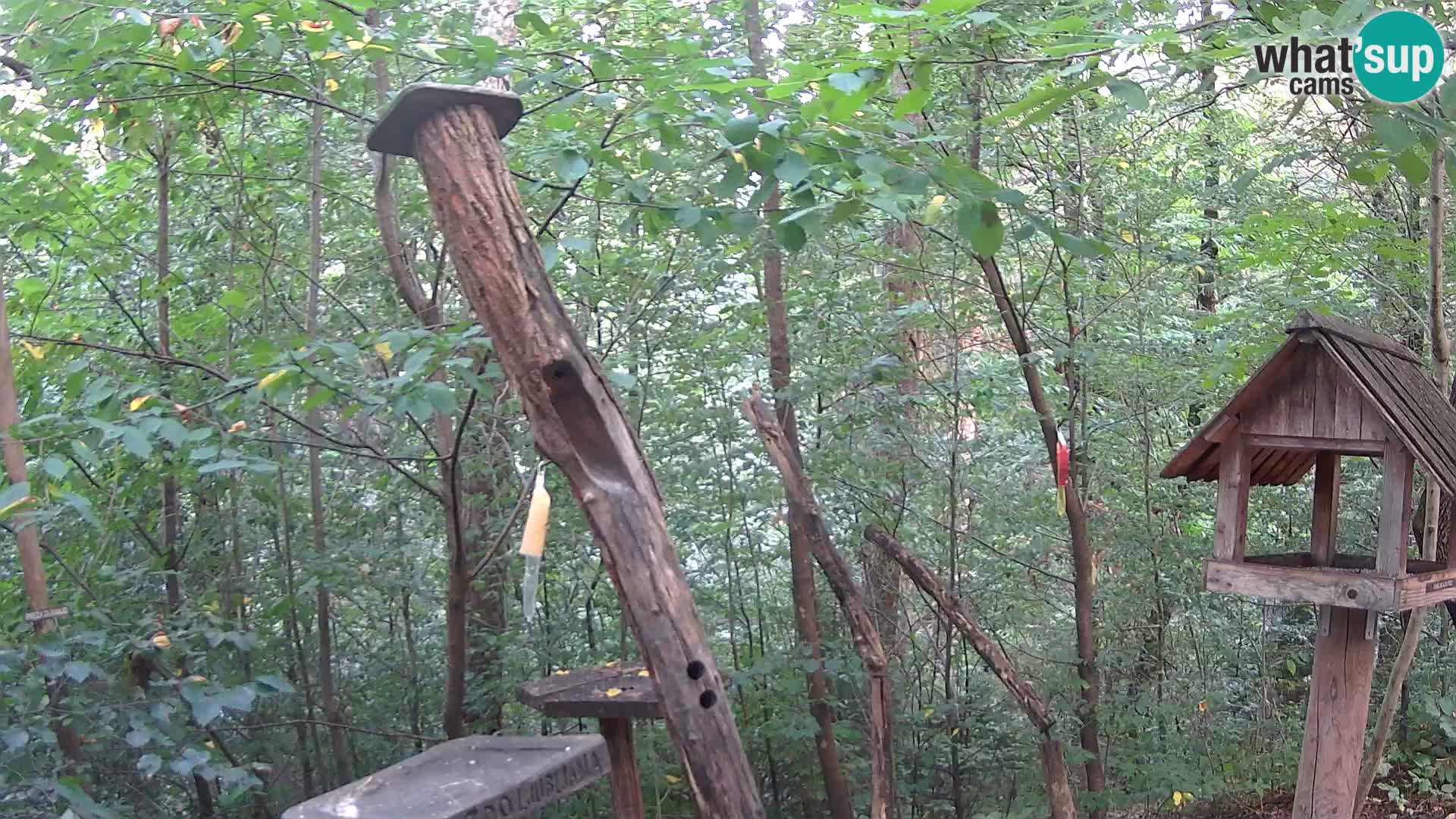 Krmilnice za ptiče v ZOO Ljubljana spletna kamera