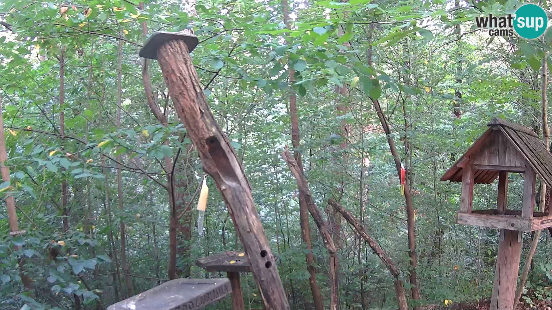 Krmilnice za ptiče v ZOO Ljubljana spletna kamera