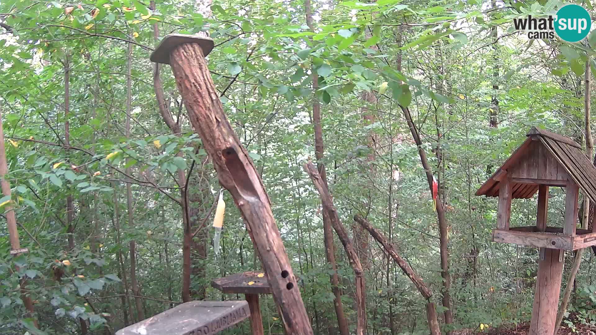 Hranilice za ptice u ZOO web kamera Ljubljana