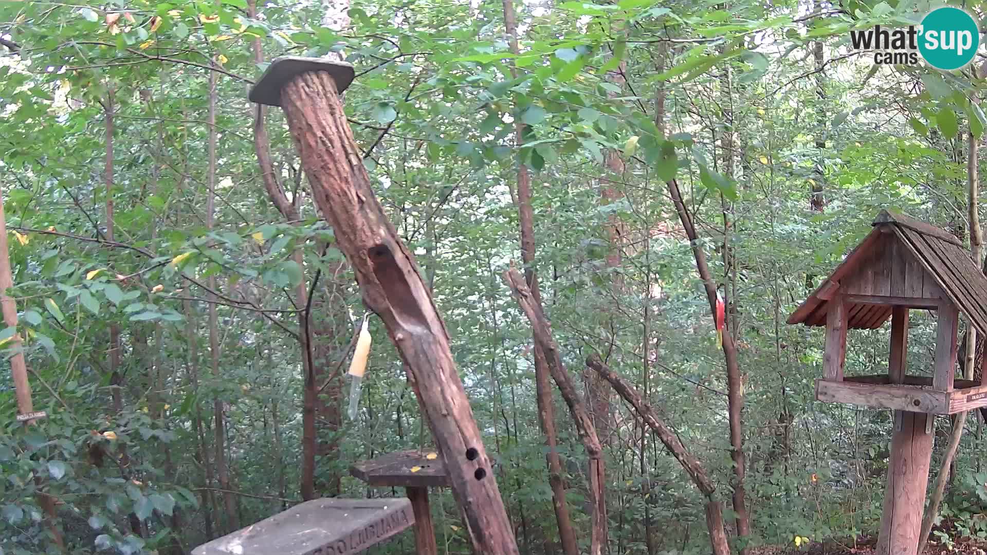 Mangeoires pour oiseaux au ZOO live webcam Ljubljana