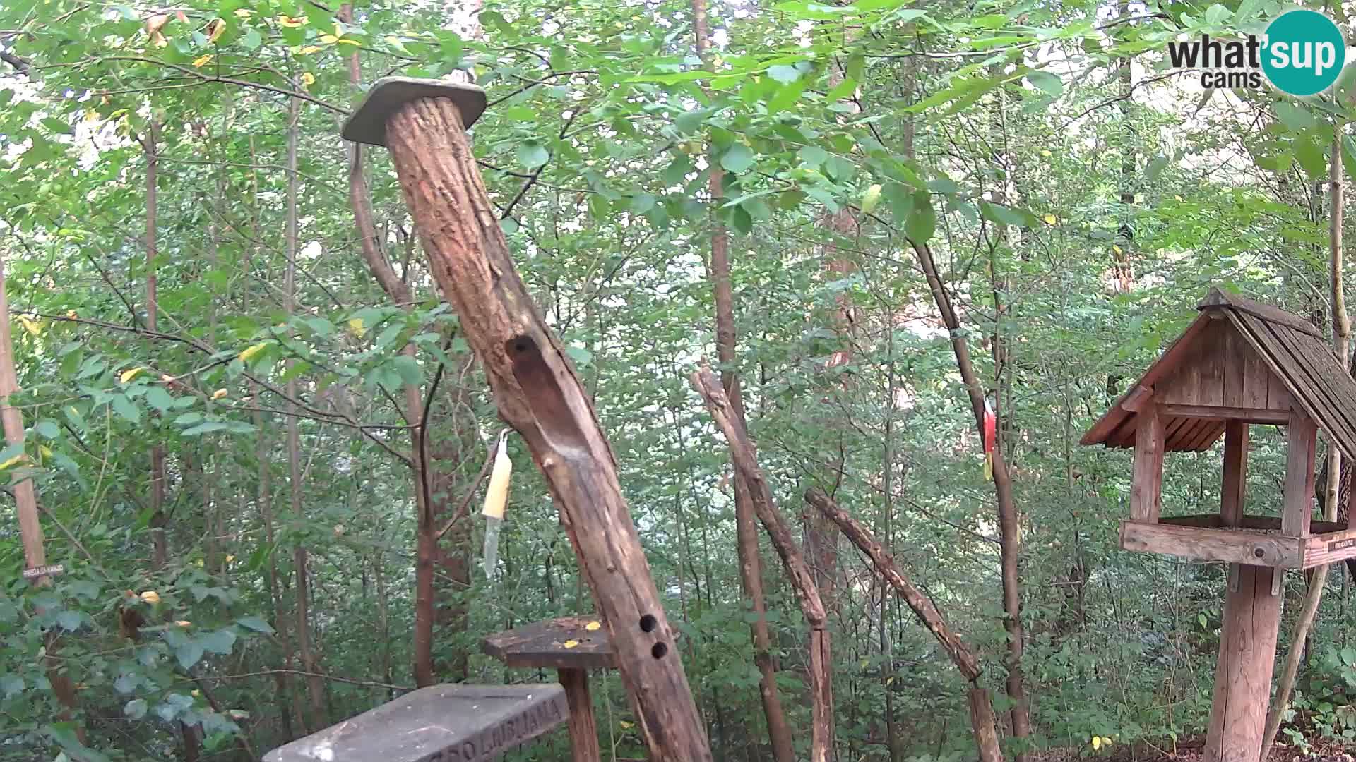 Comederos para pájaros en ZOO Ljubljana camera en vivo
