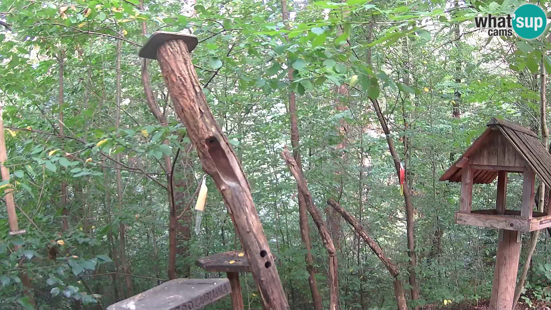 Comederos para pájaros en ZOO Ljubljana camera en vivo