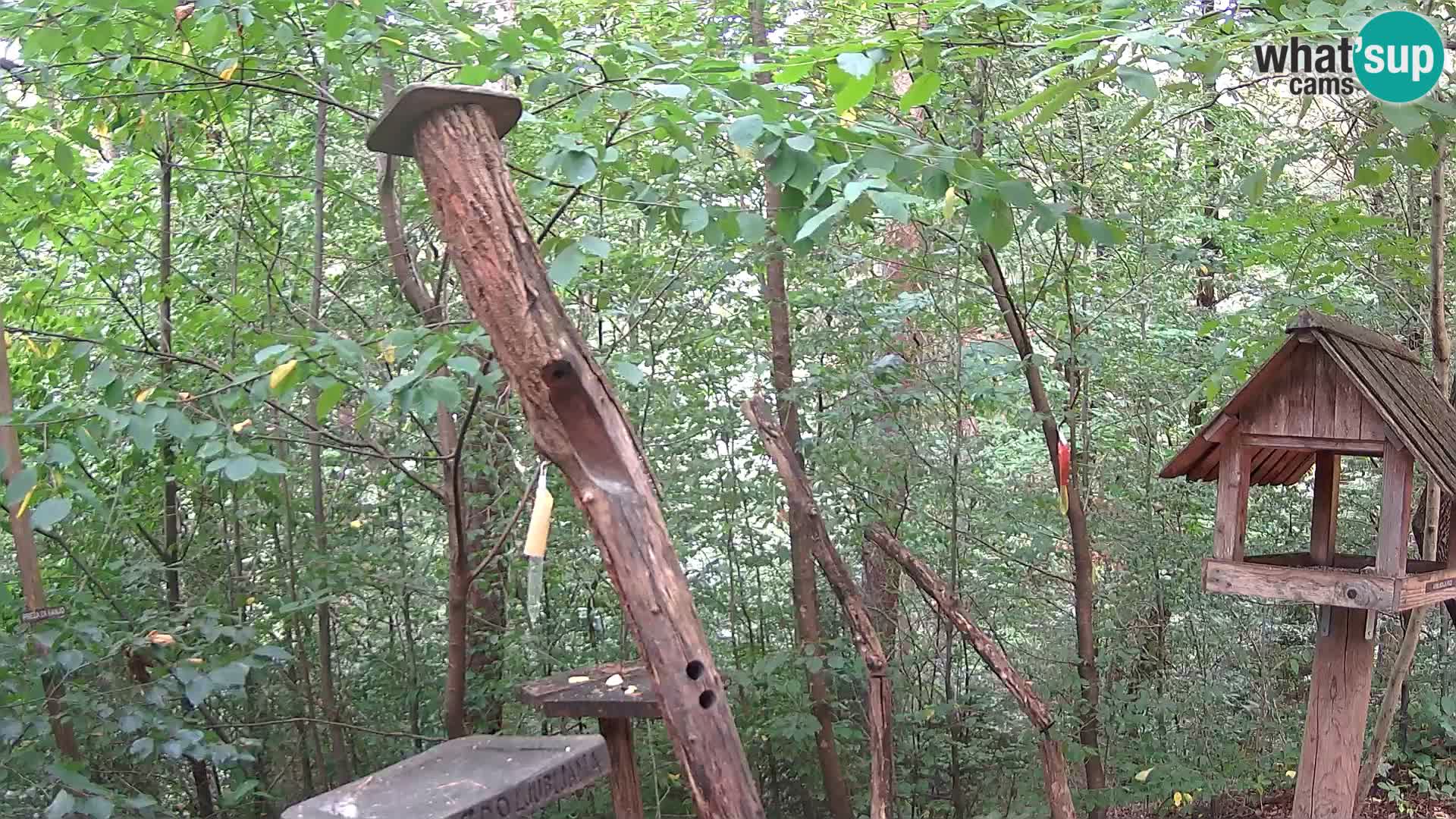 Krmilnice za ptiče v ZOO Ljubljana spletna kamera