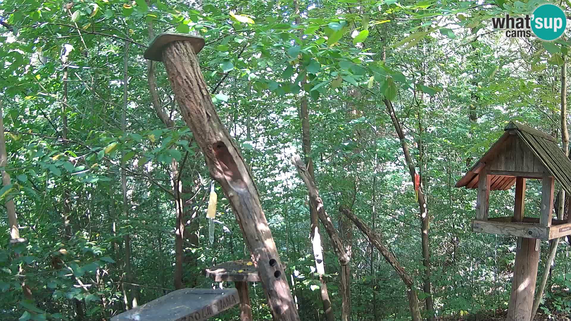 Mangeoires pour oiseaux au ZOO live webcam Ljubljana