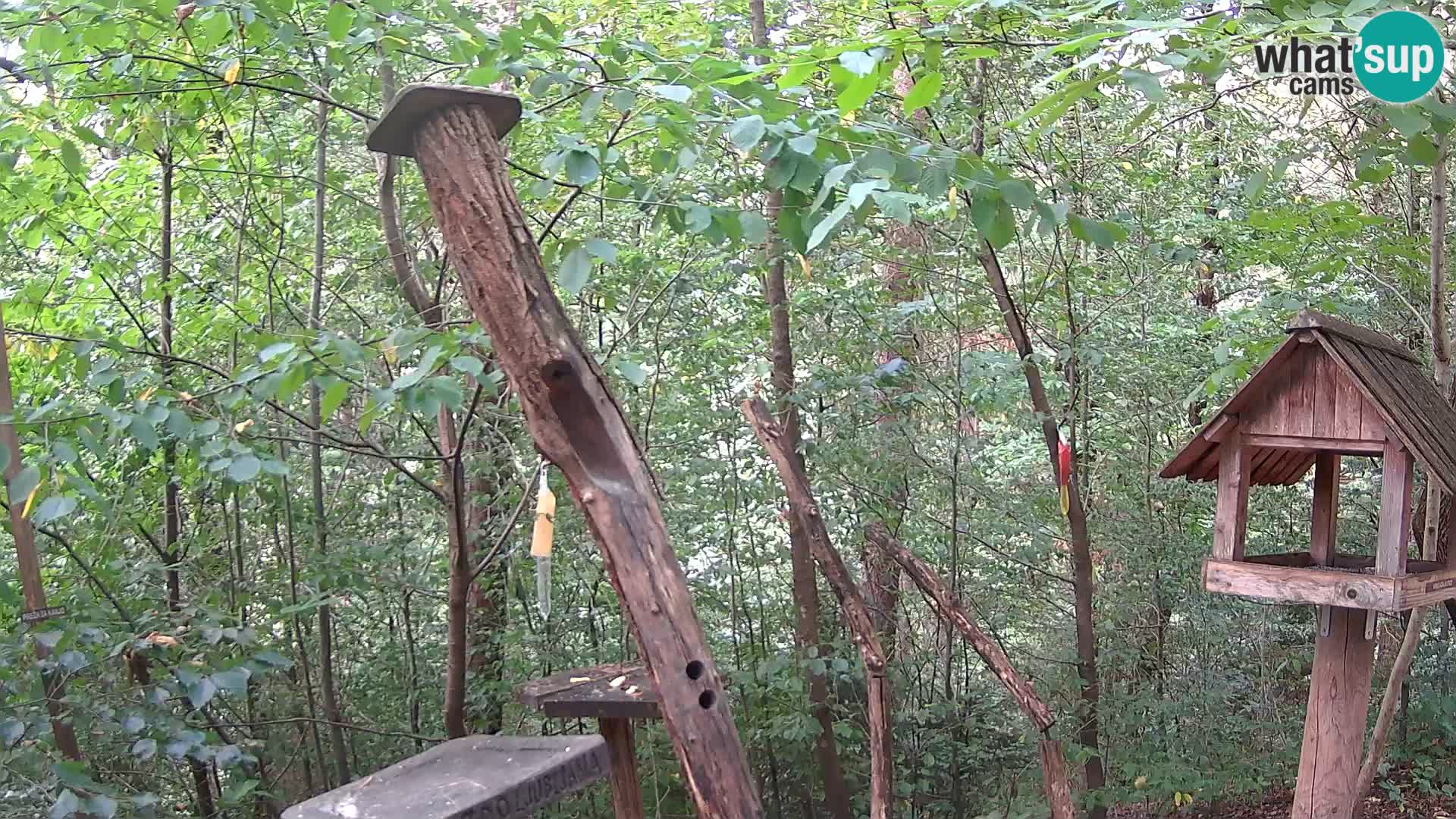 Comederos para pájaros en ZOO Ljubljana camera en vivo