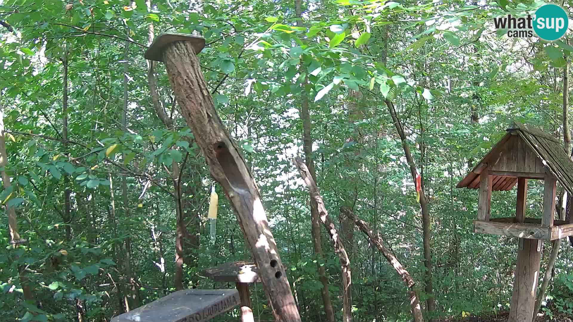 Comederos para pájaros en ZOO Ljubljana camera en vivo