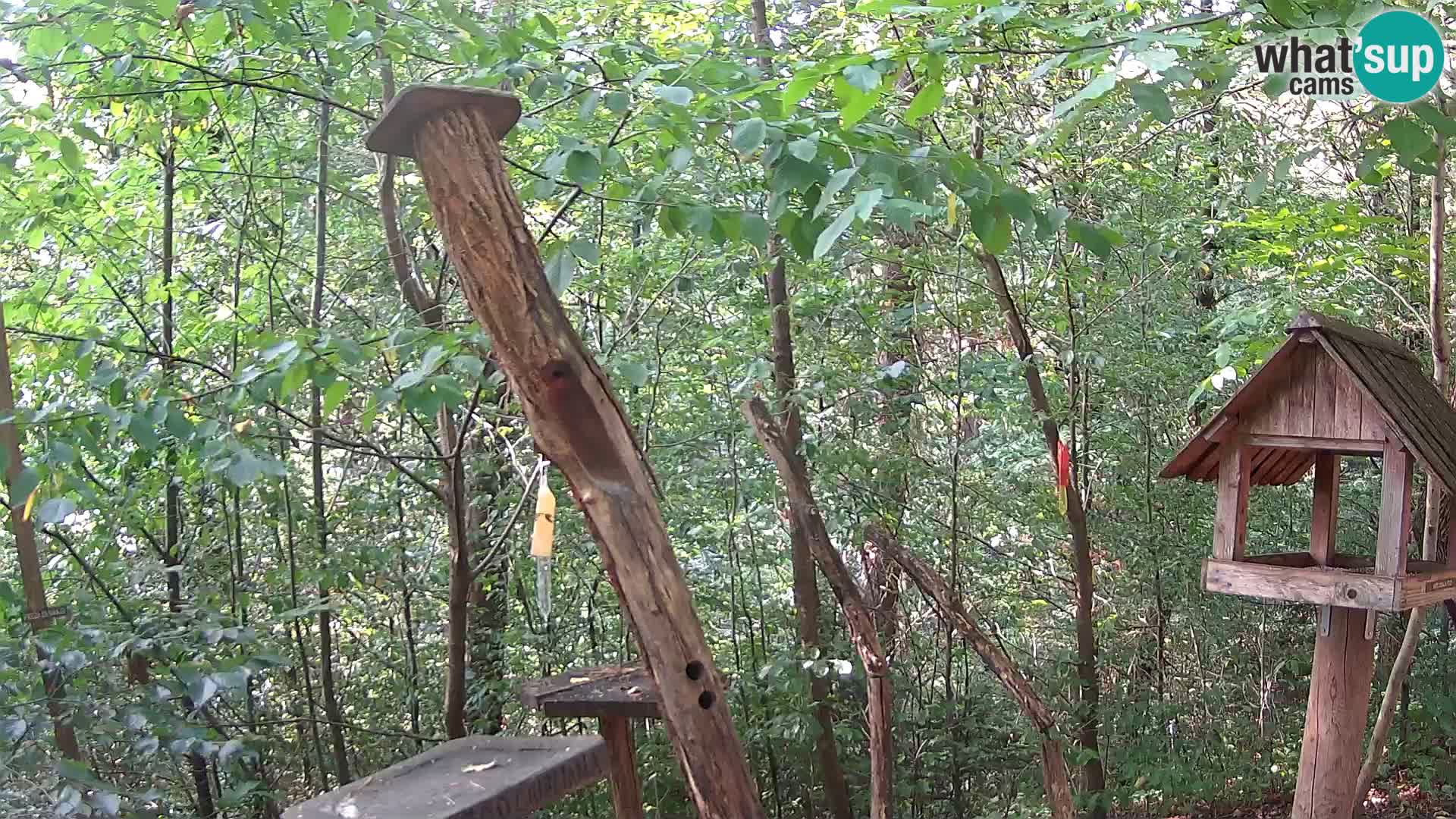 Krmilnice za ptiče v ZOO Ljubljana spletna kamera