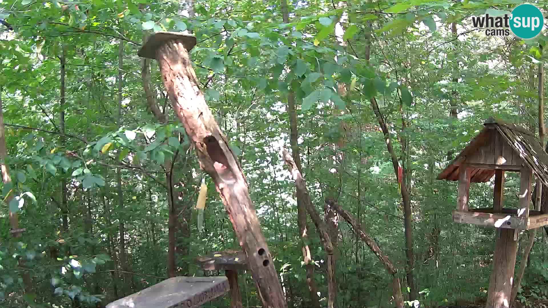 Vogelfutterhäuschen im ZOO webcam Ljubljana
