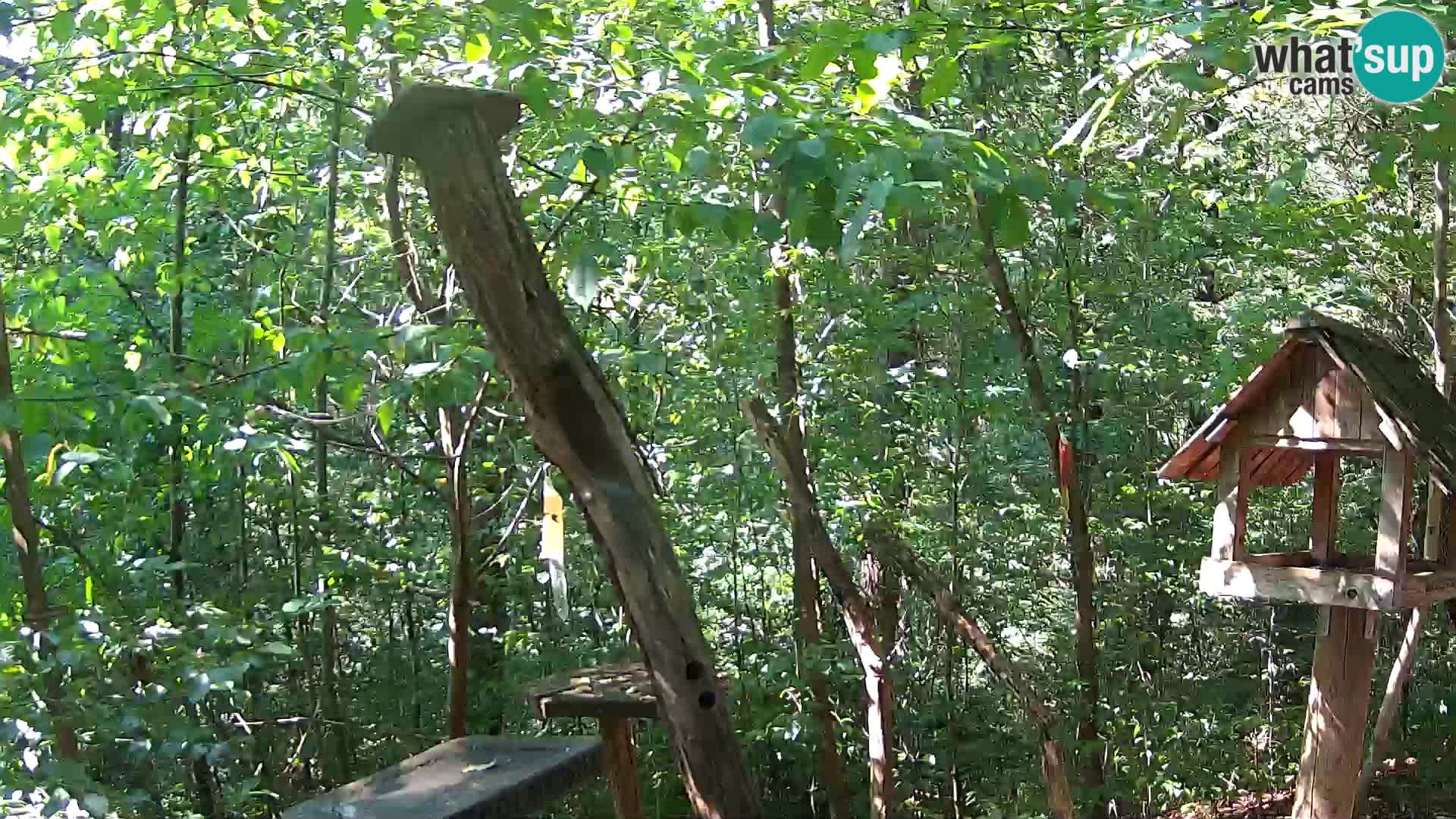 Comederos para pájaros en ZOO Ljubljana camera en vivo