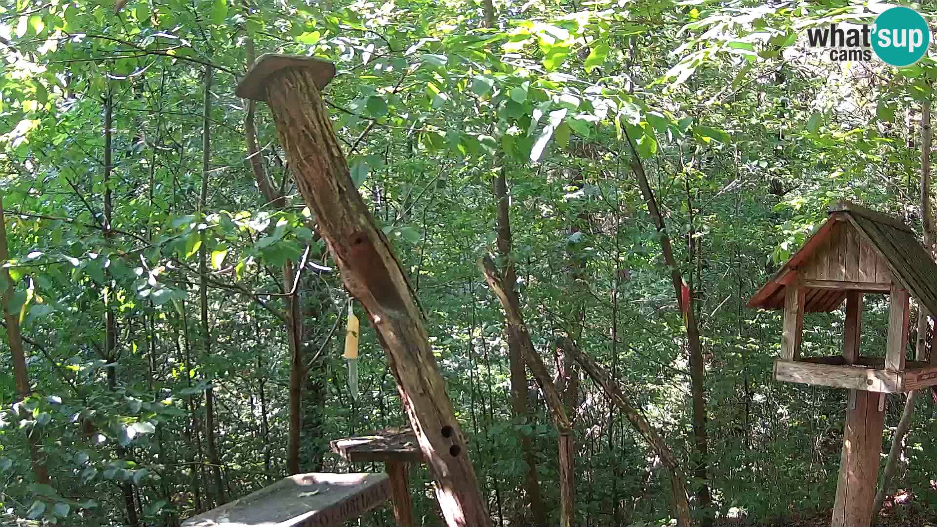 Comederos para pájaros en ZOO Ljubljana camera en vivo