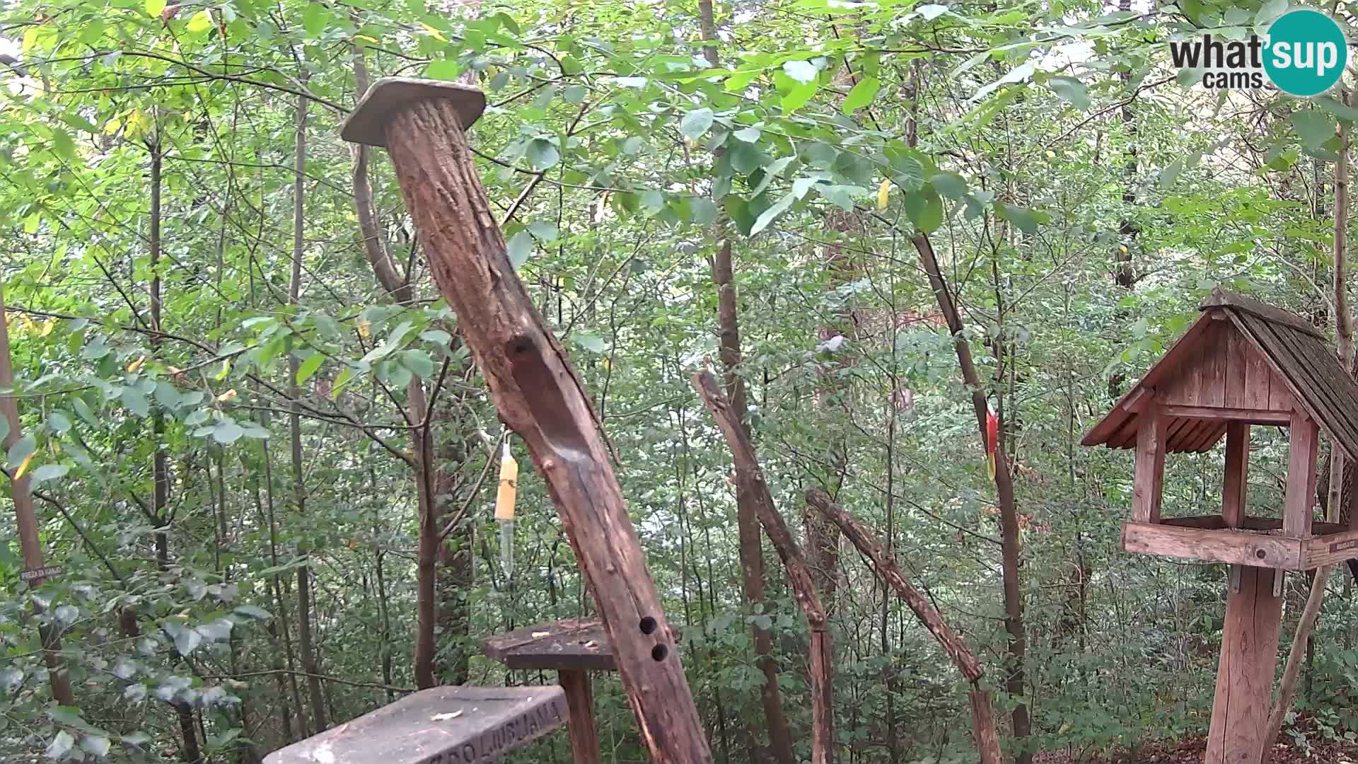 Comederos para pájaros en ZOO Ljubljana camera en vivo