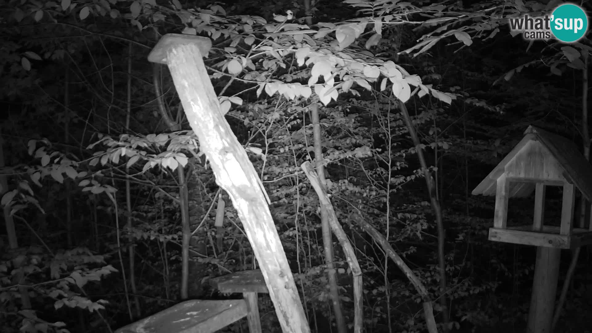 Bird feeders at ZOO Ljubljana webcam
