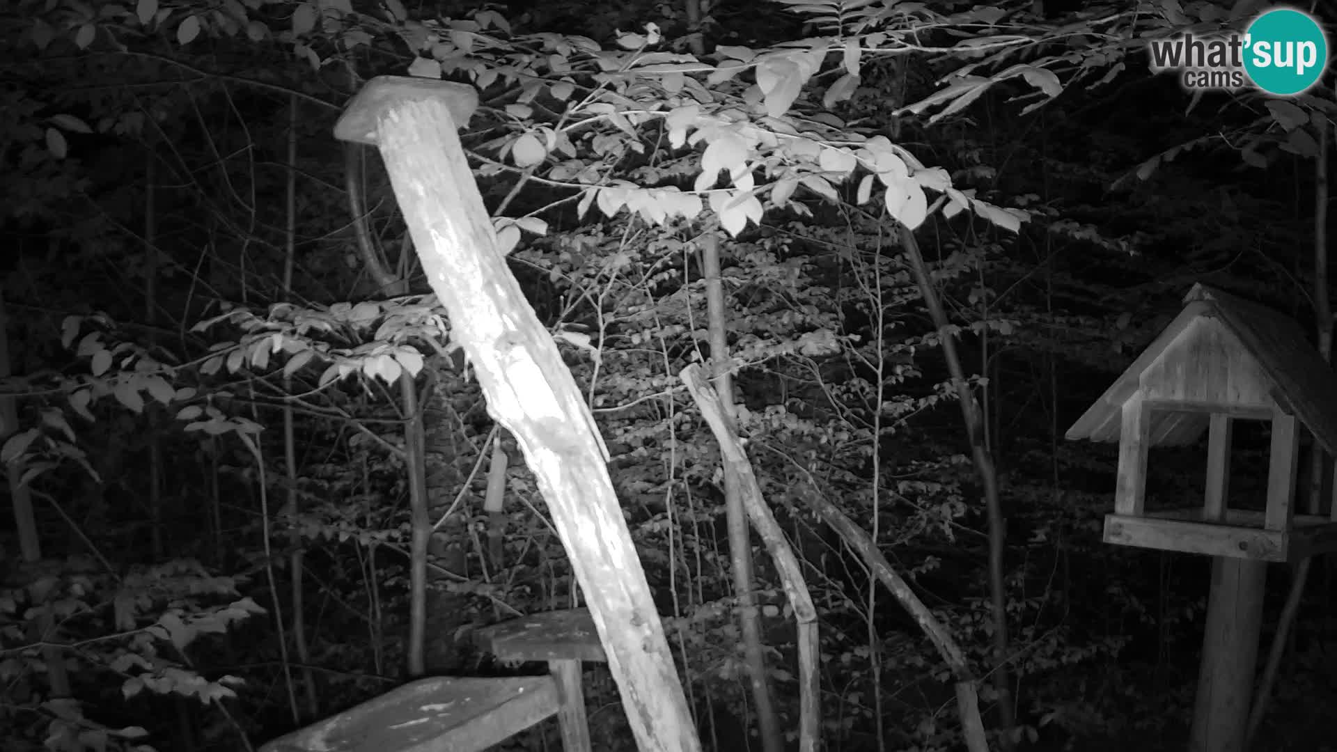 Mangeoires pour oiseaux au ZOO live webcam Ljubljana