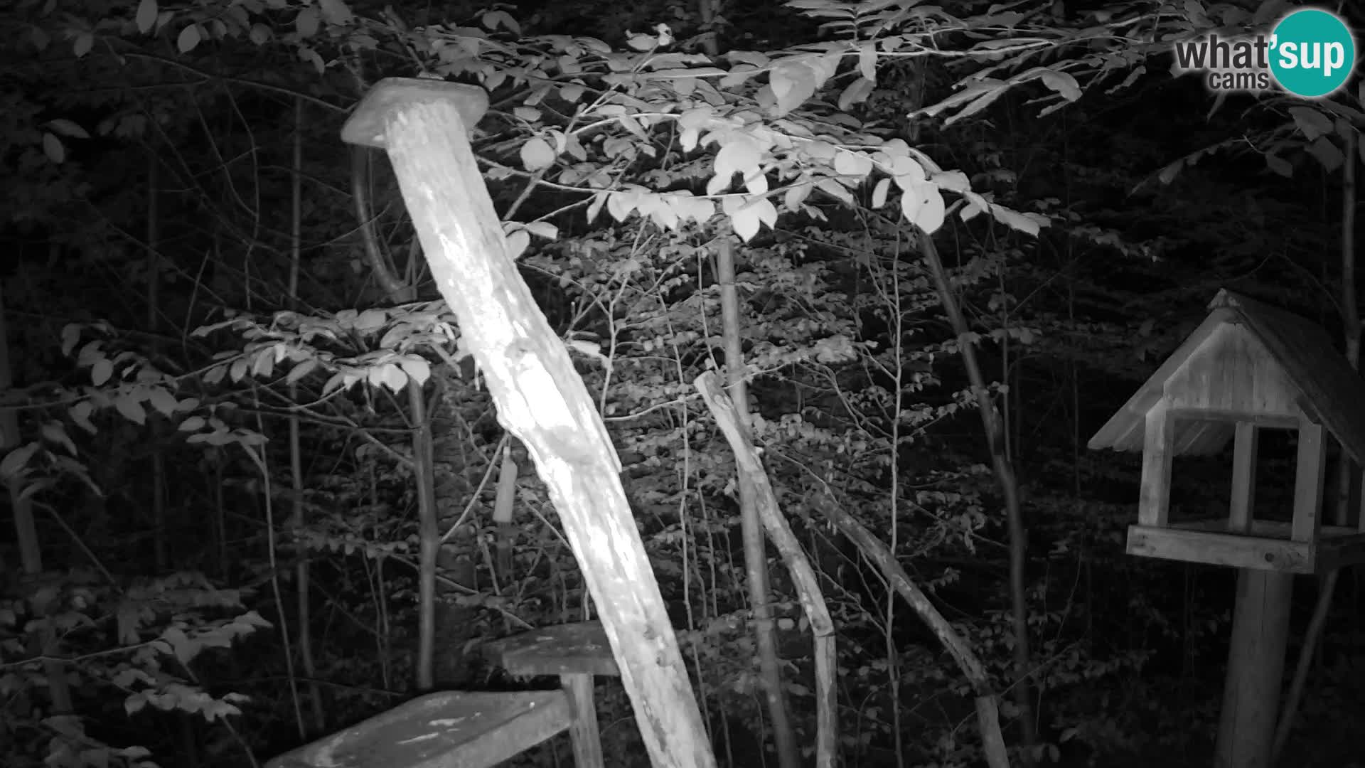 Bird feeders at ZOO Ljubljana webcam