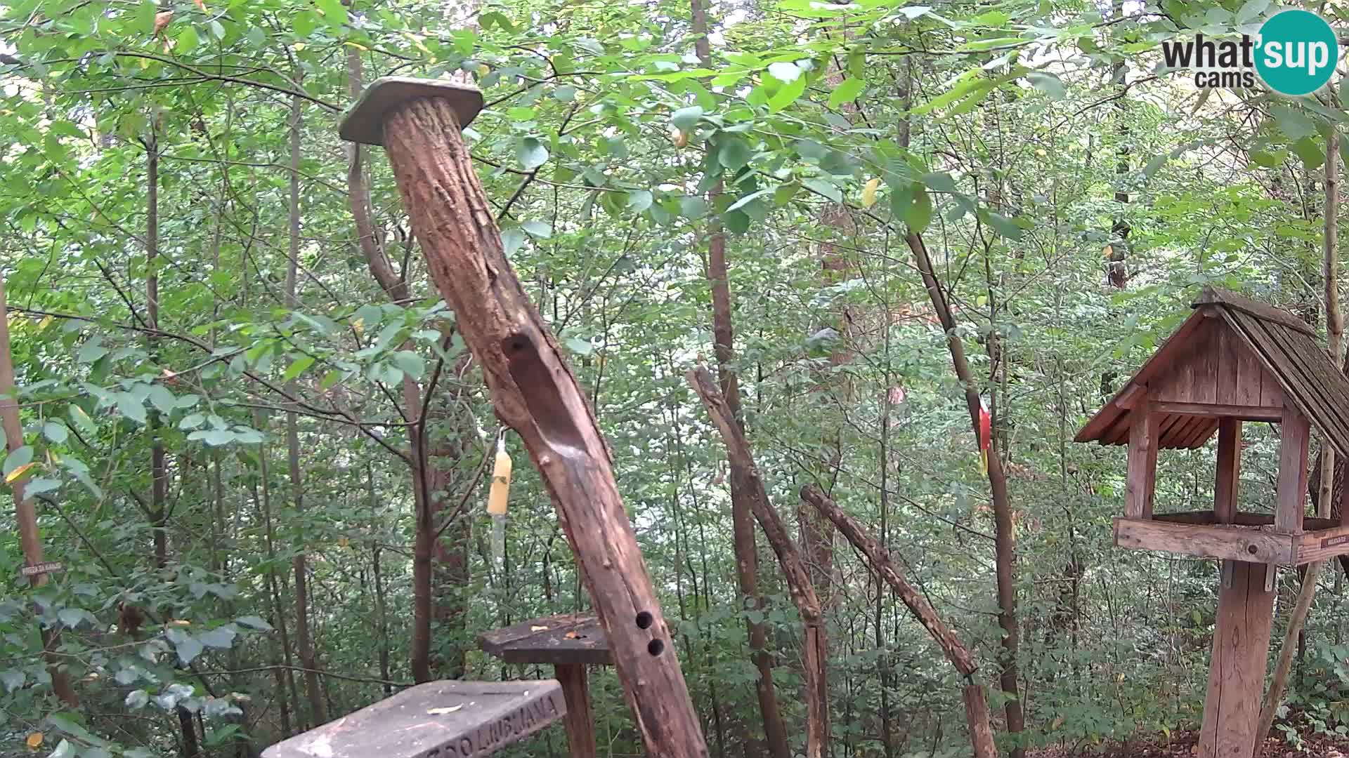 Vogelfutterhäuschen im ZOO webcam Ljubljana