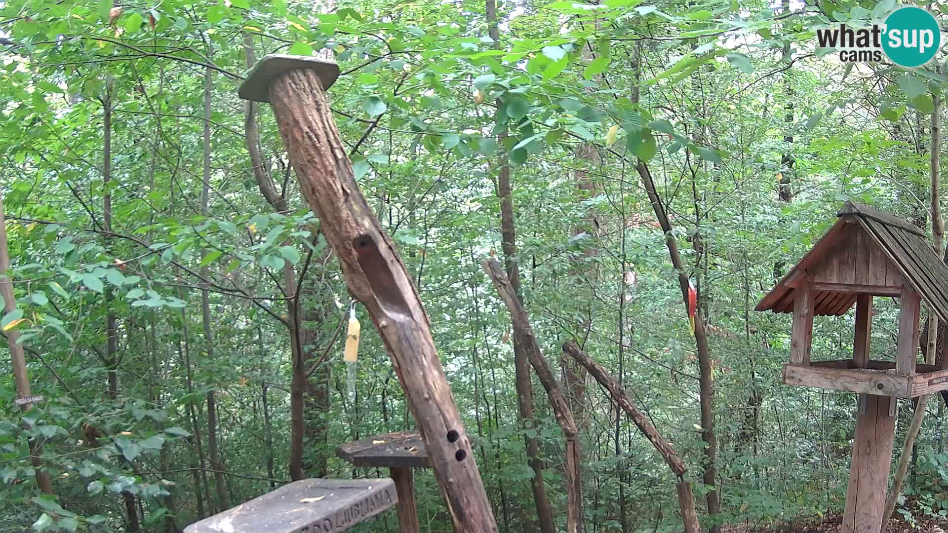 Bird feeders at ZOO Ljubljana webcam