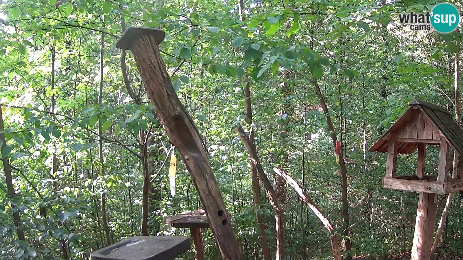 Bird feeders at ZOO Ljubljana webcam
