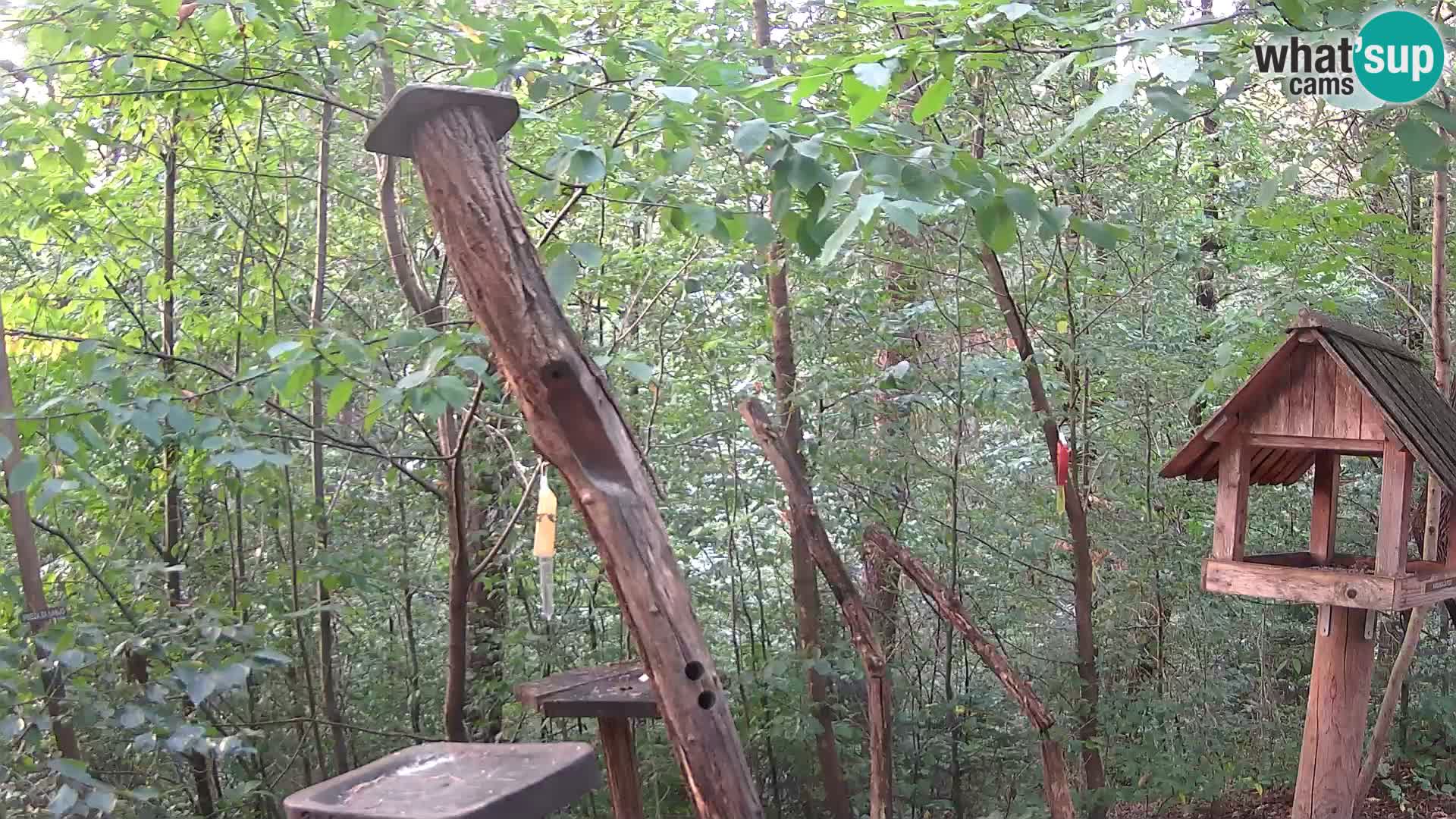 Mangeoires pour oiseaux au ZOO live webcam Ljubljana