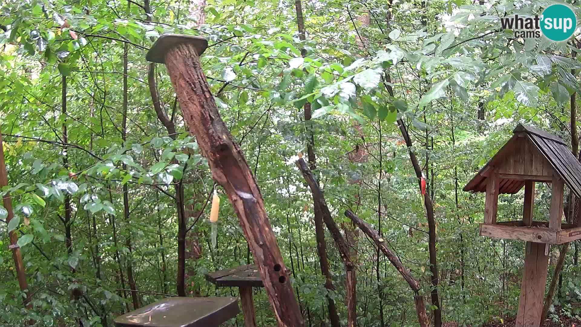 Comederos para pájaros en ZOO Ljubljana camera en vivo