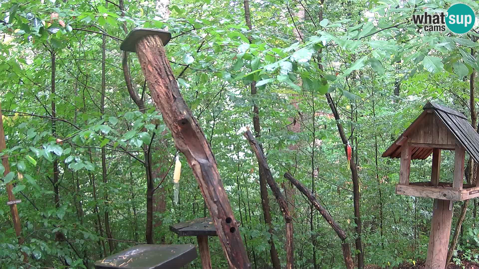 Bird feeders at ZOO Ljubljana webcam