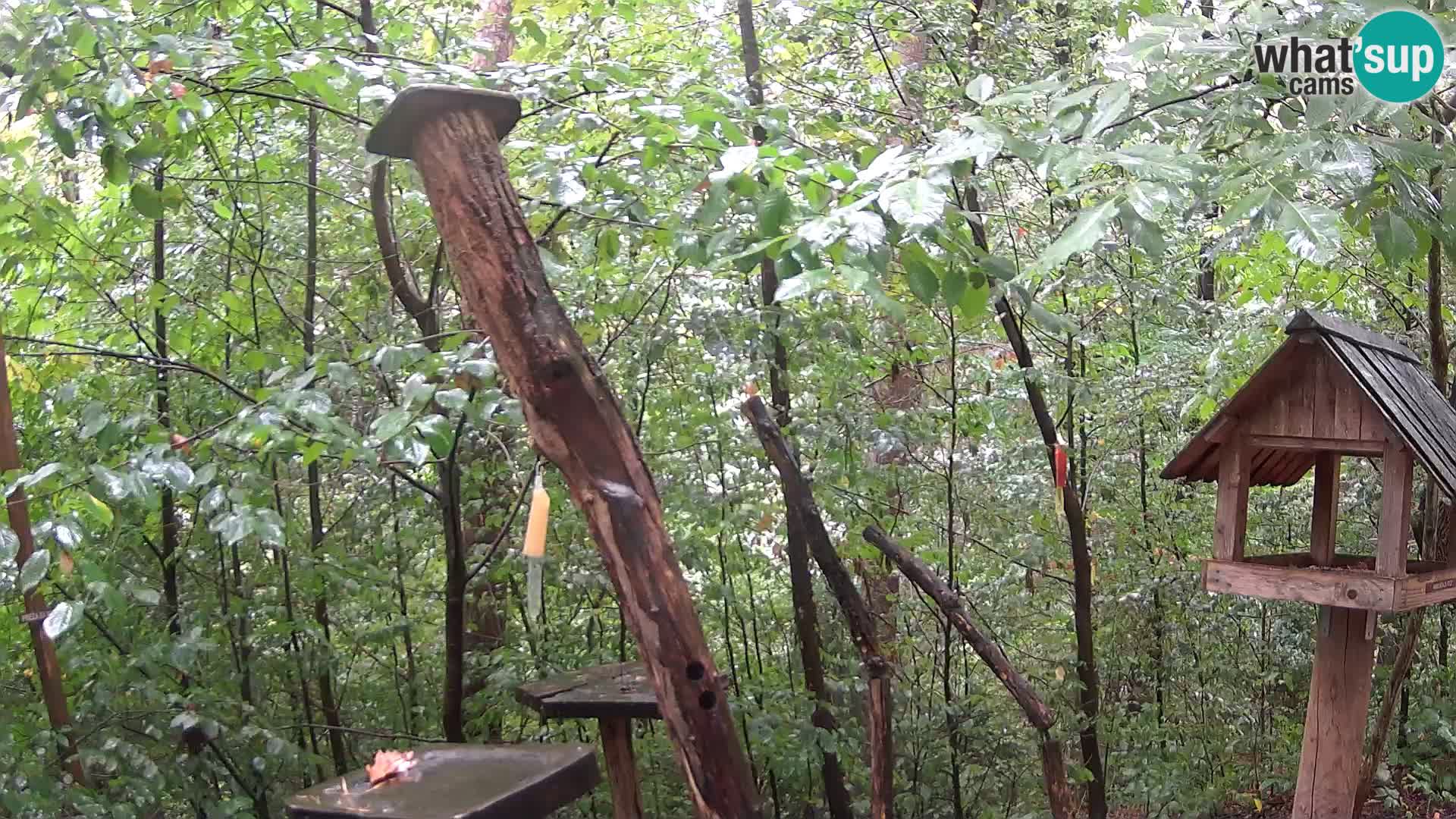 Krmilnice za ptiče v ZOO Ljubljana spletna kamera