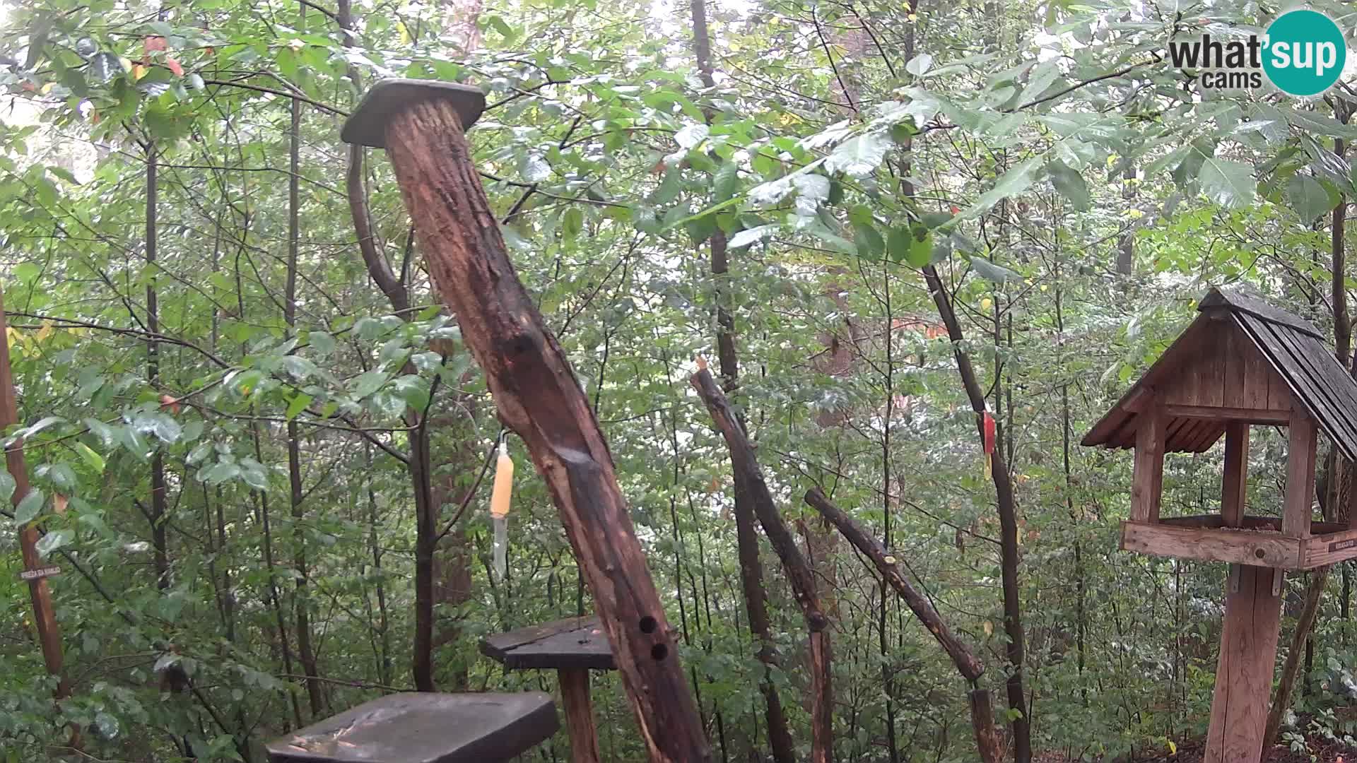 Hranilice za ptice u ZOO web kamera Ljubljana