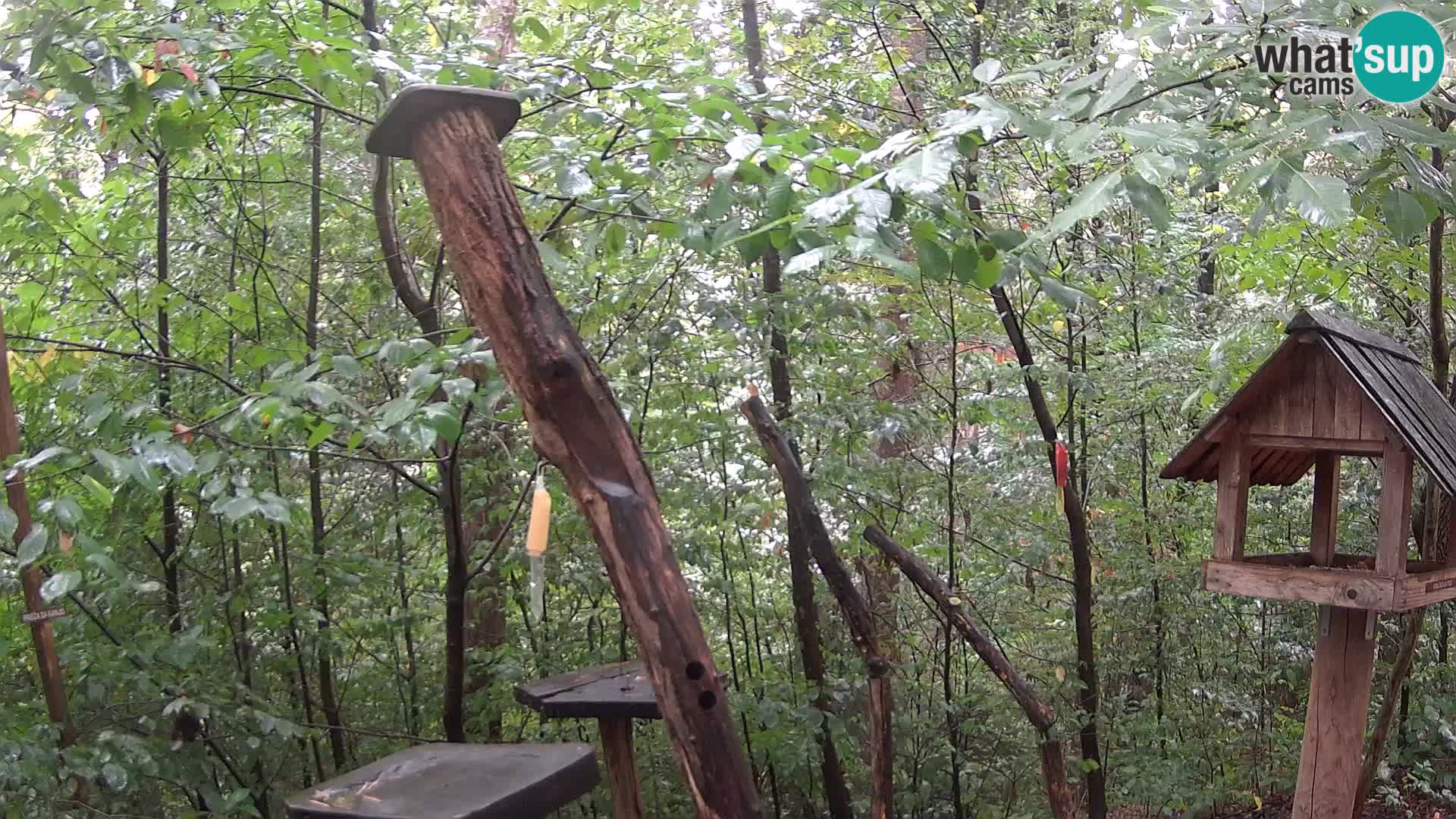 Mangeoires pour oiseaux au ZOO live webcam Ljubljana