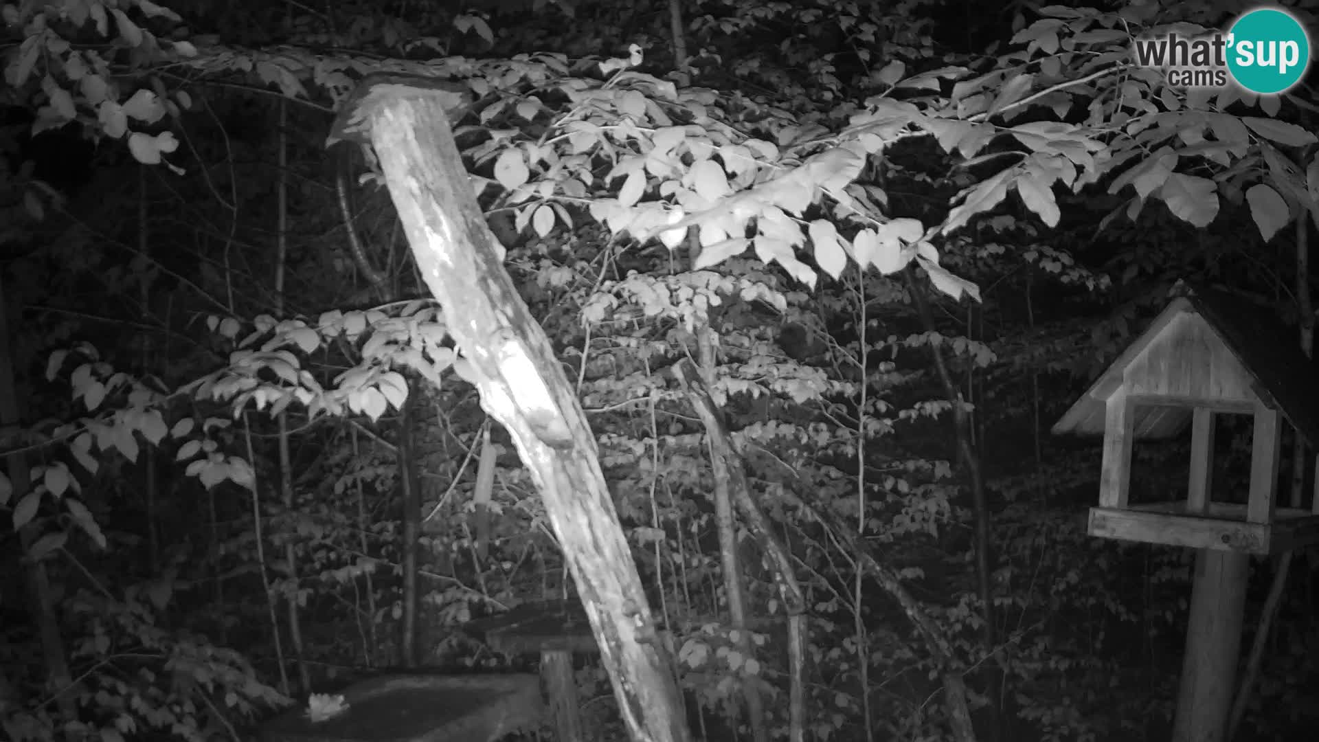Bird feeders at ZOO Ljubljana webcam