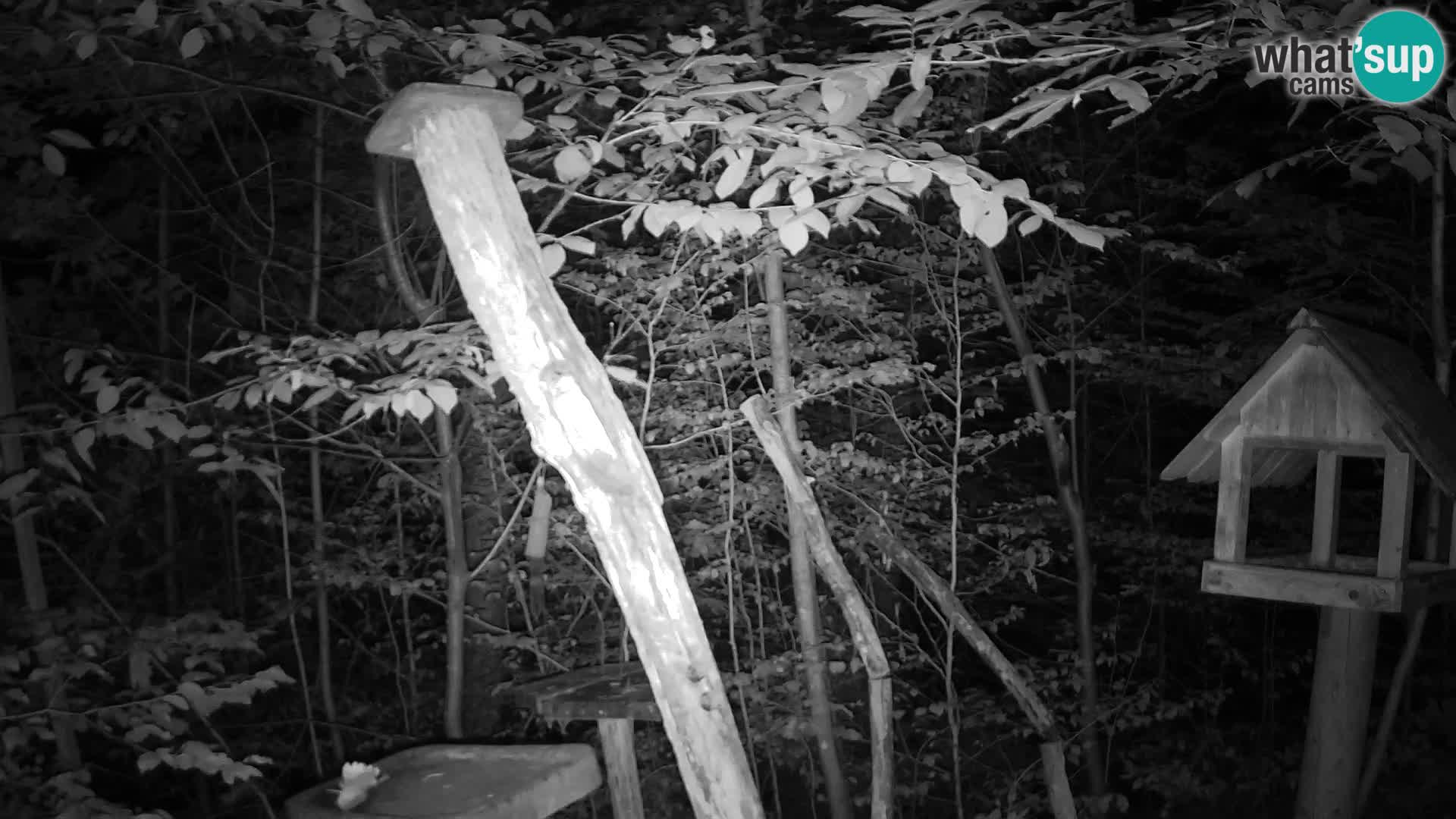 Vogelfutterhäuschen im ZOO webcam Ljubljana