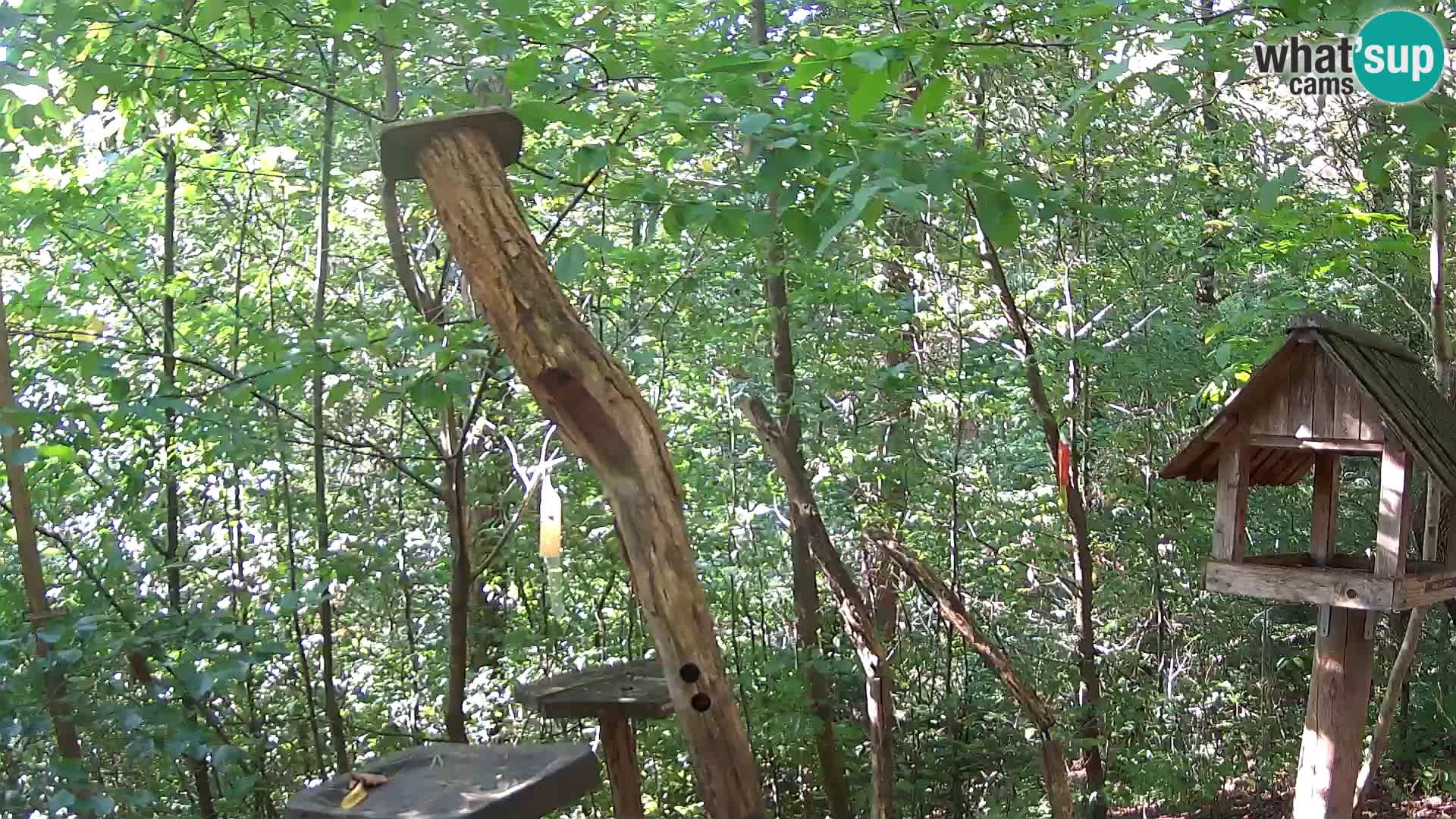 Vogelfutterhäuschen im ZOO webcam Ljubljana