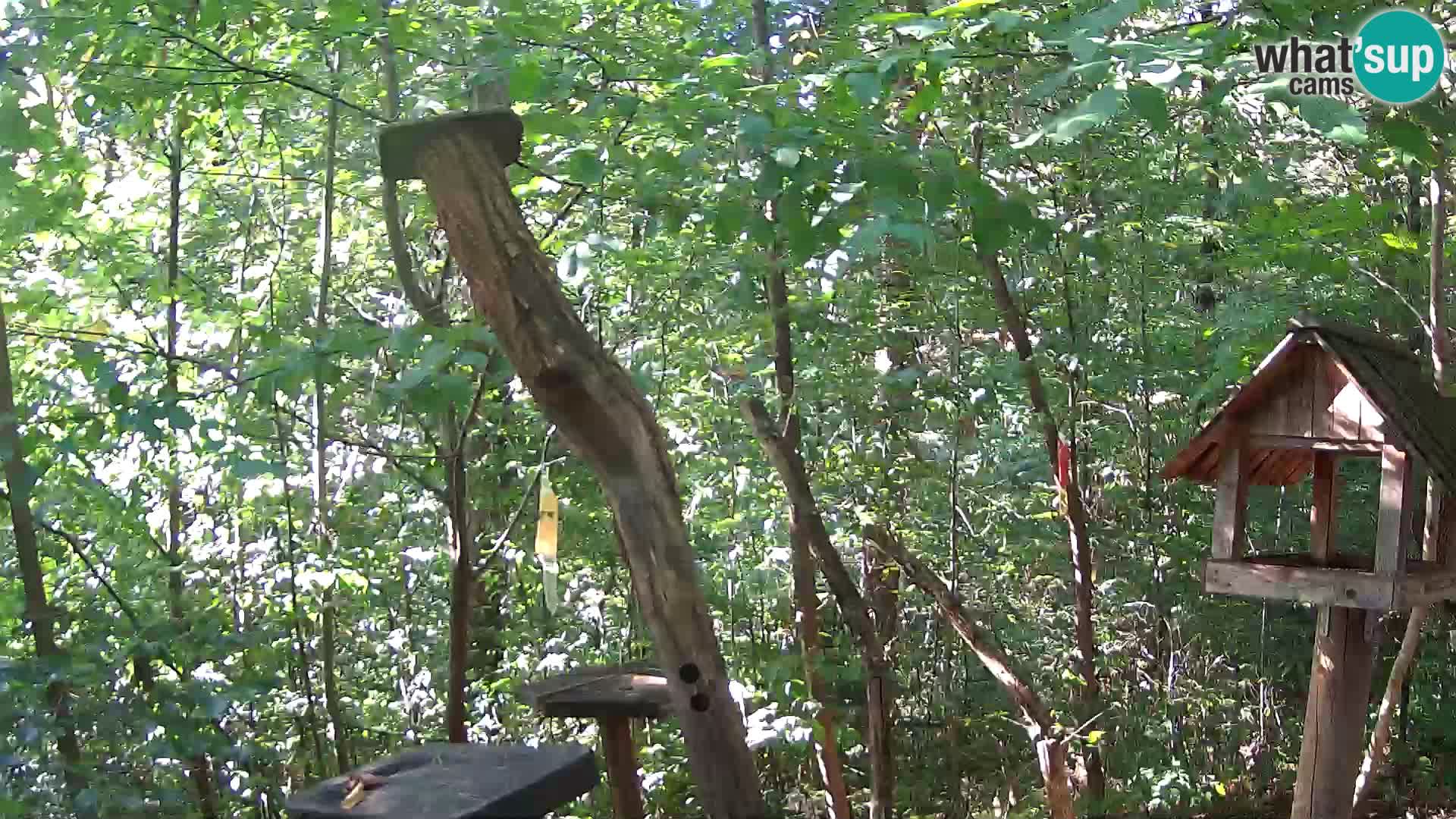Comederos para pájaros en ZOO Ljubljana camera en vivo