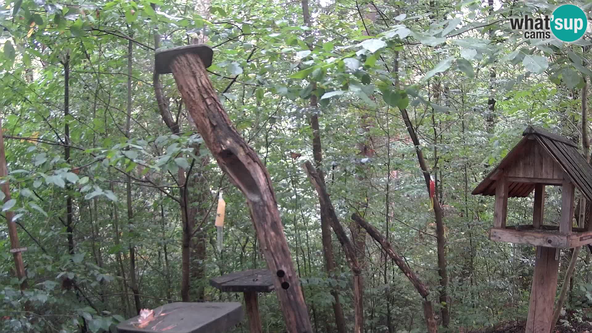 Mangiatoie per uccelli allo ZOO di Lubiana livecam