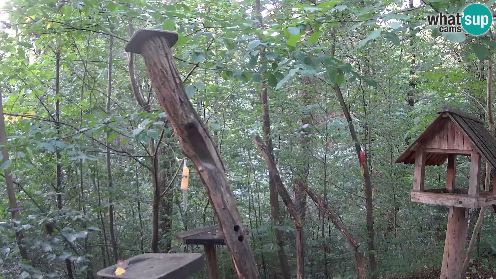 Comederos para pájaros en ZOO Ljubljana camera en vivo