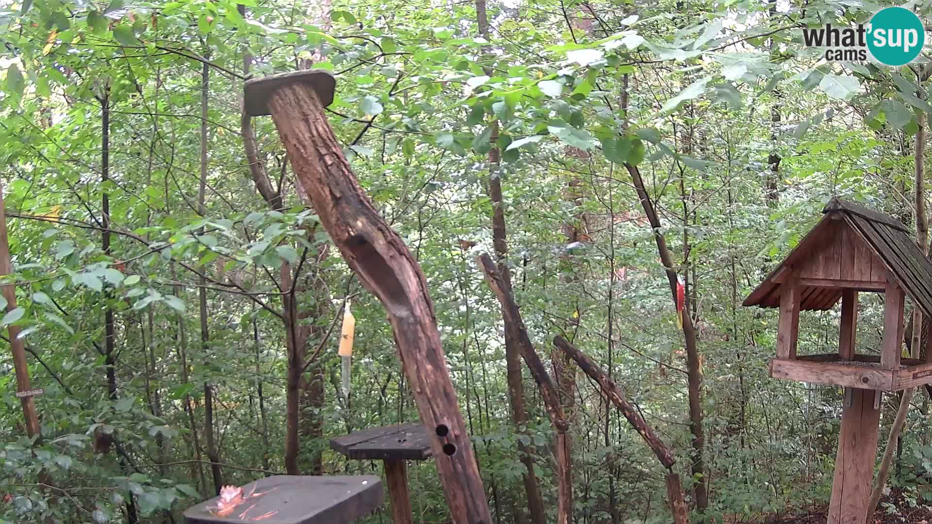 Comederos para pájaros en ZOO Ljubljana camera en vivo