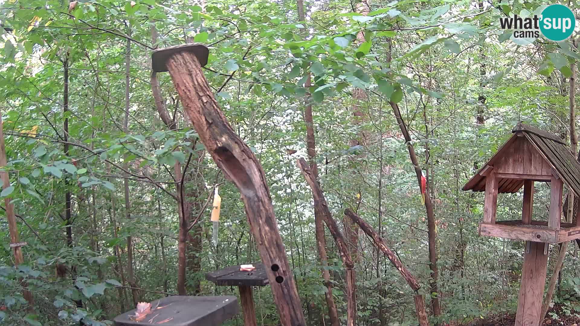 Bird feeders at ZOO Ljubljana webcam