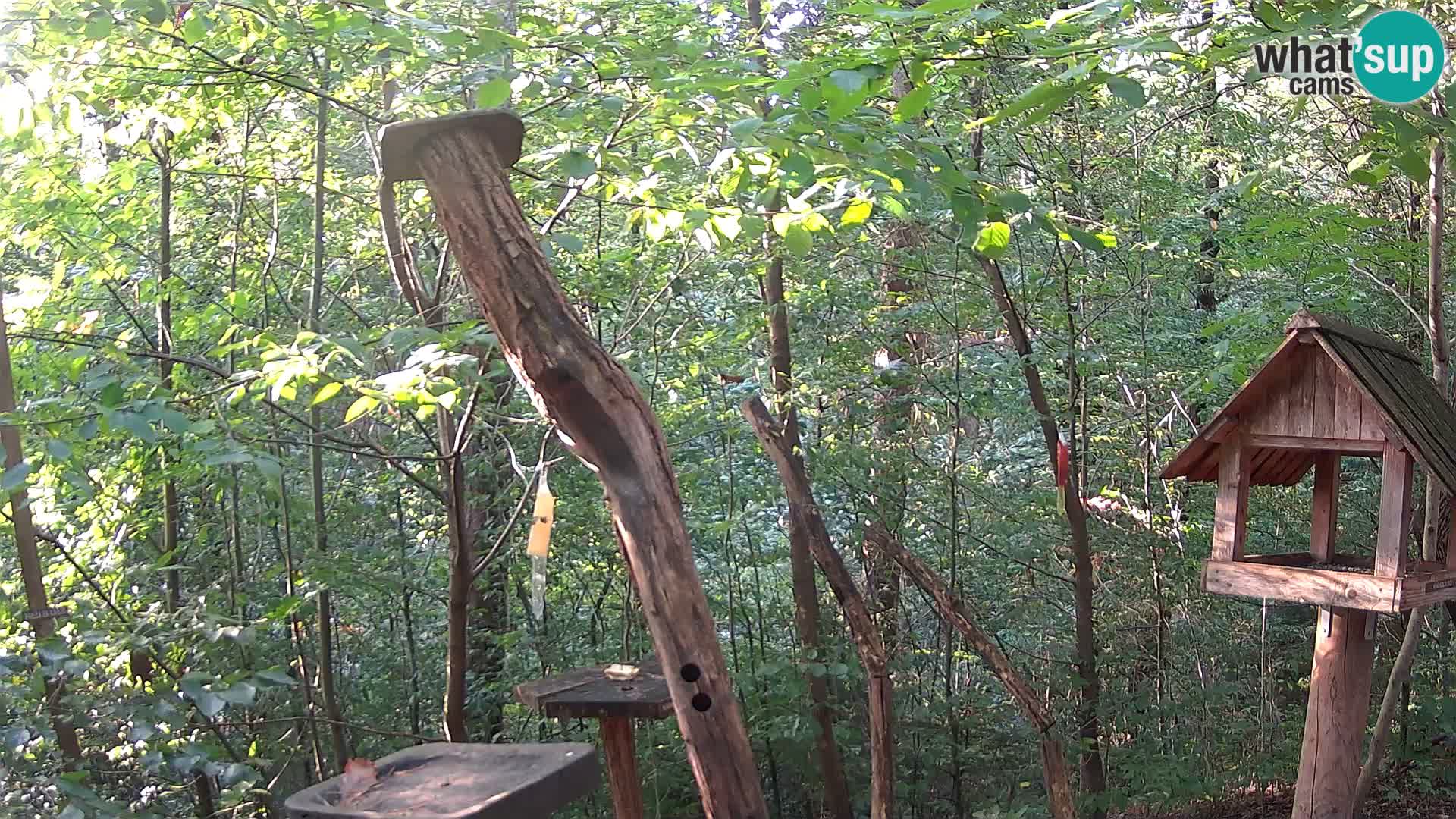 Comederos para pájaros en ZOO Ljubljana camera en vivo