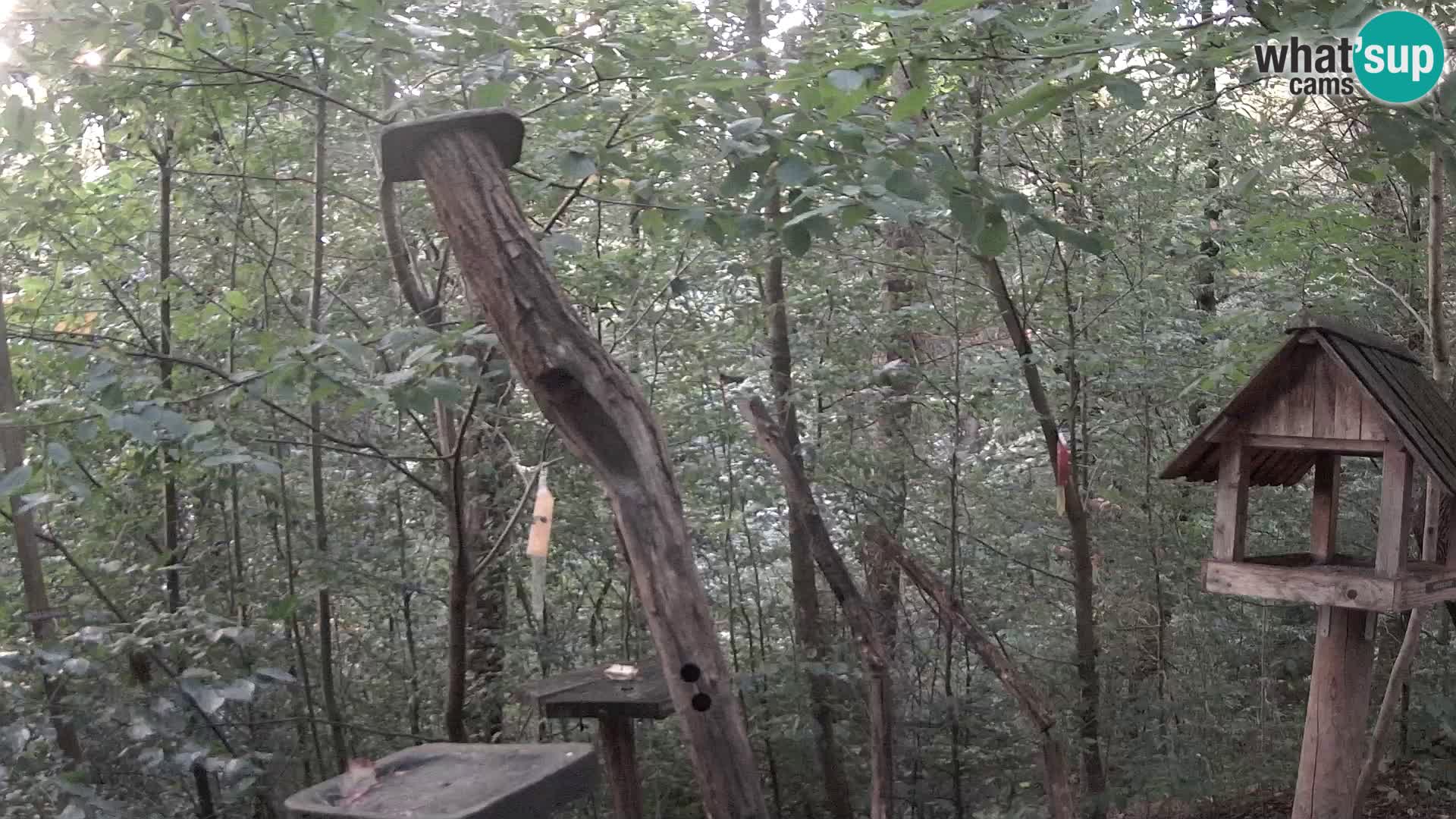 Comederos para pájaros en ZOO Ljubljana camera en vivo