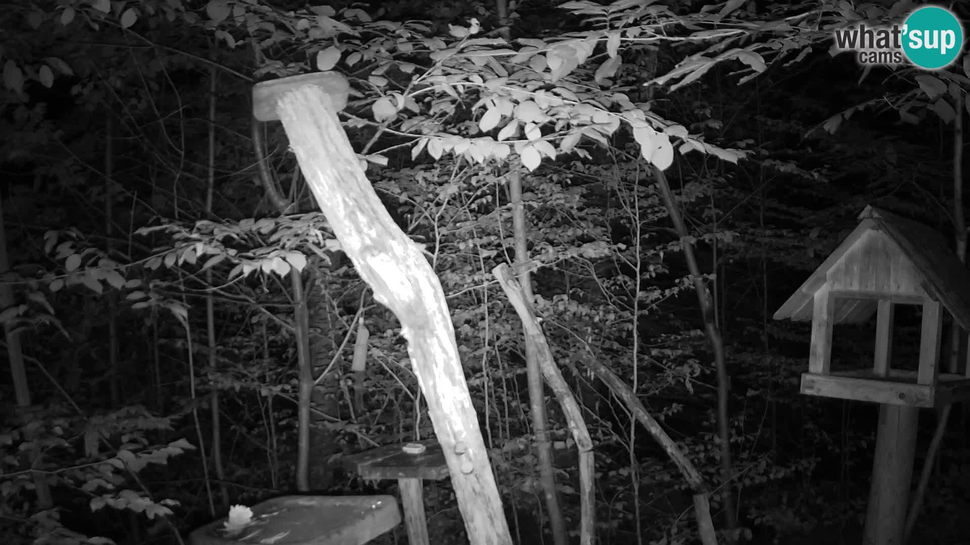 Mangeoires pour oiseaux au ZOO live webcam Ljubljana