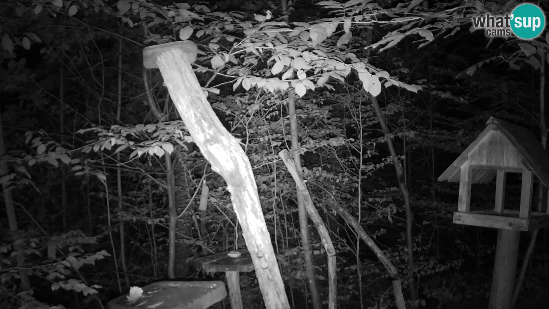 Mangeoires pour oiseaux au ZOO live webcam Ljubljana