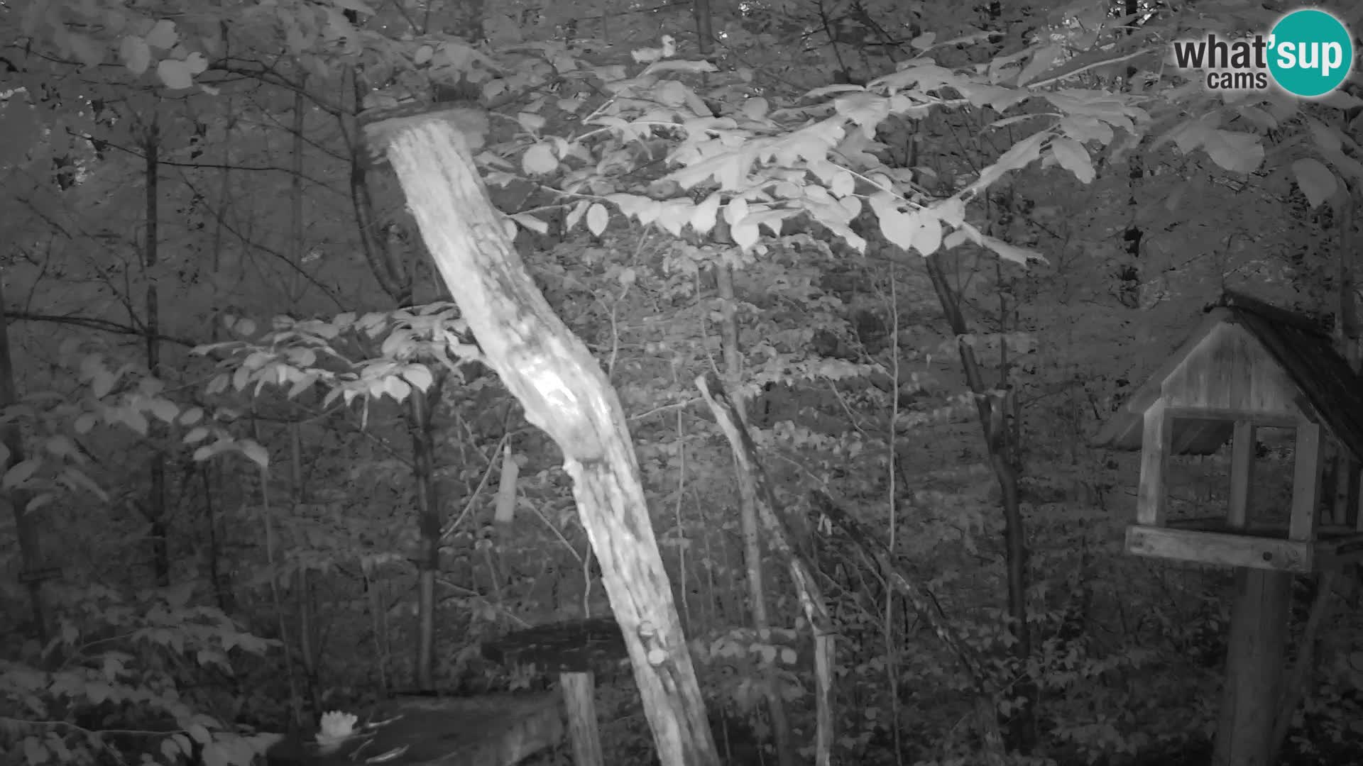 Bird feeders at ZOO Ljubljana webcam