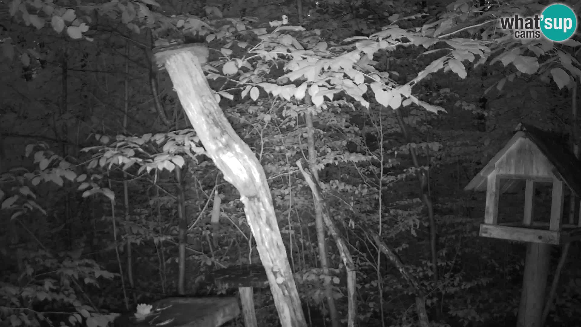 Bird feeders at ZOO Ljubljana webcam